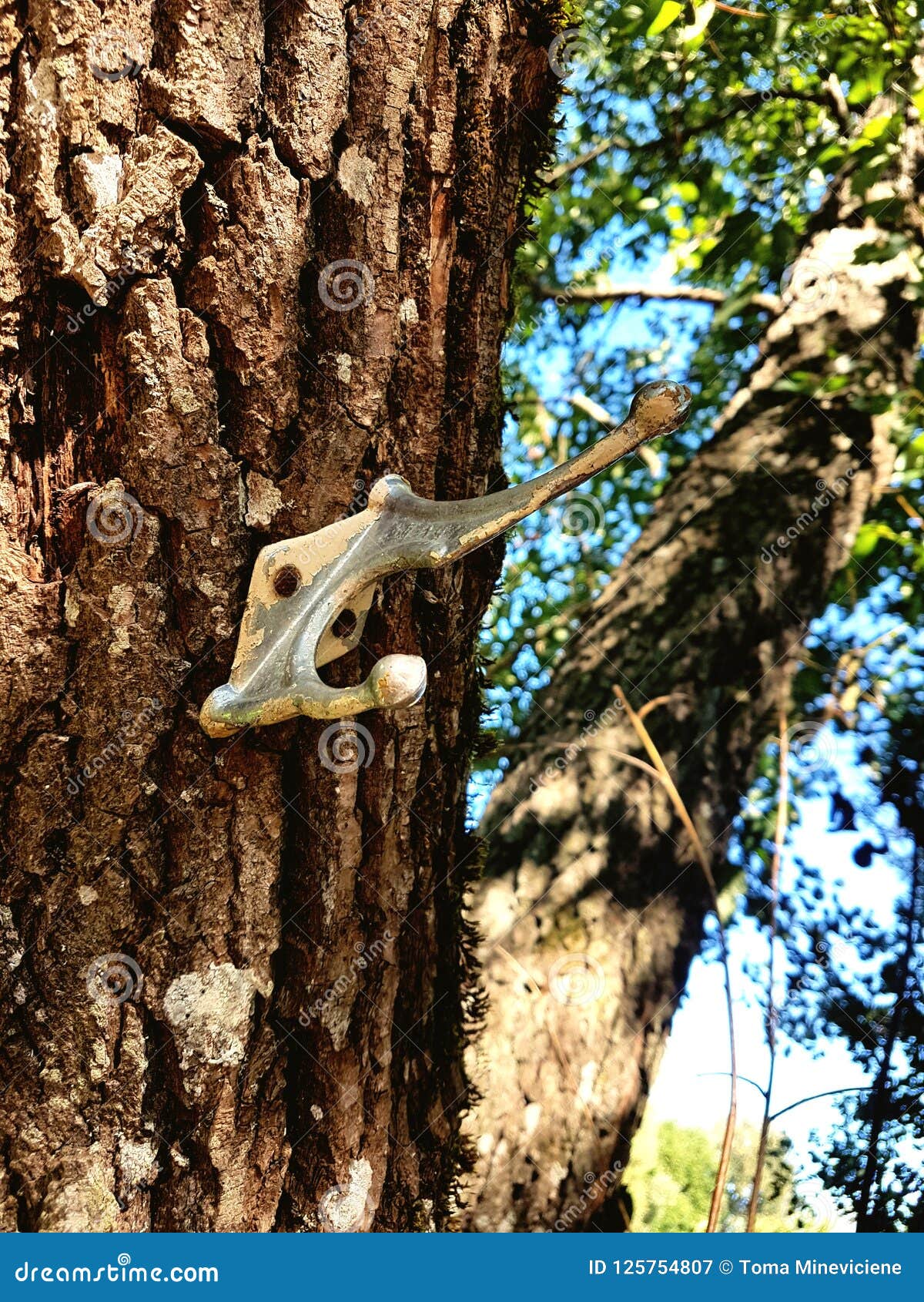 Suspension stock image. Image of forest, trees, bark 125754807