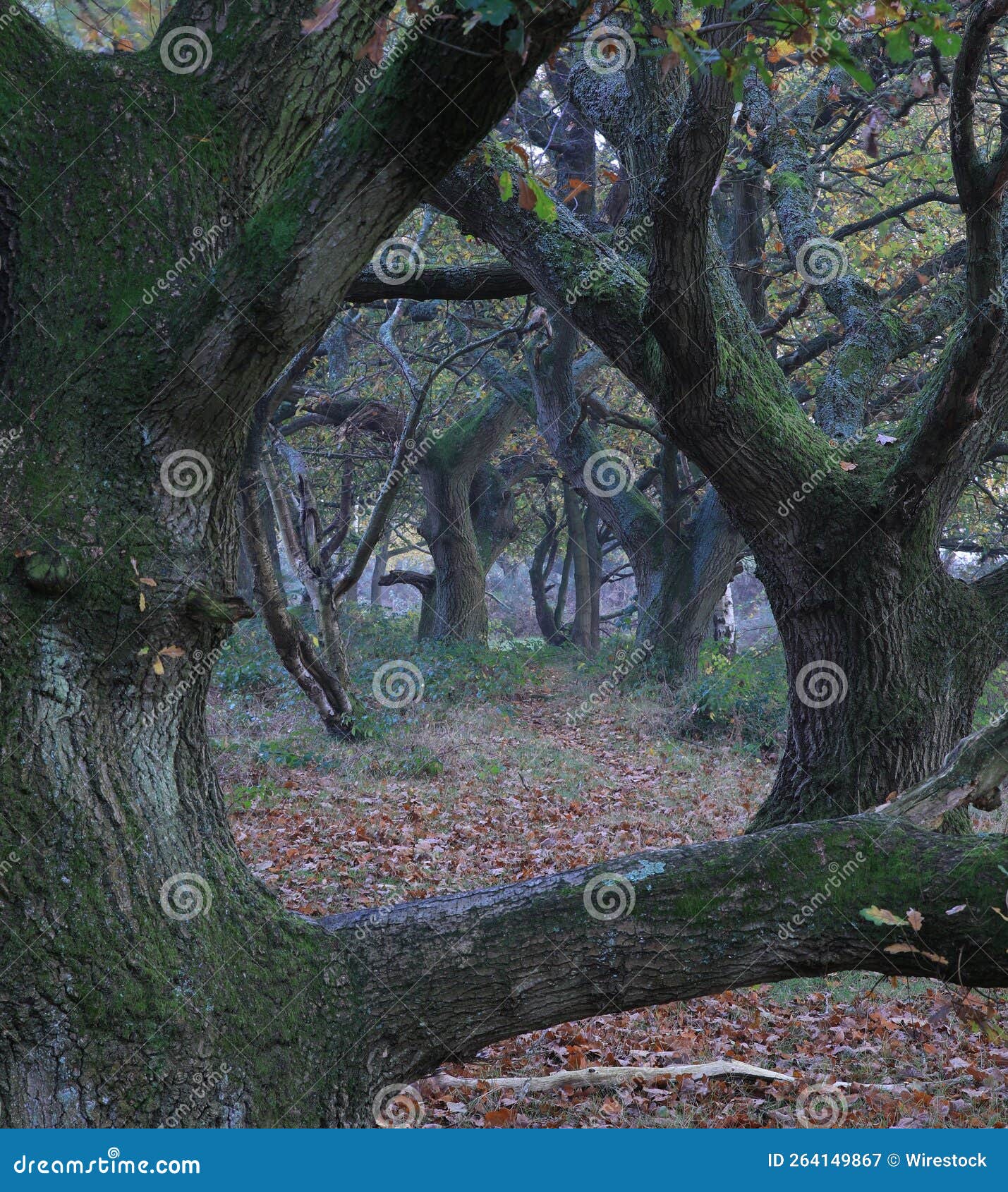 Sutton Park Birmingham in UK Stock Image - Image of beautiful, shine