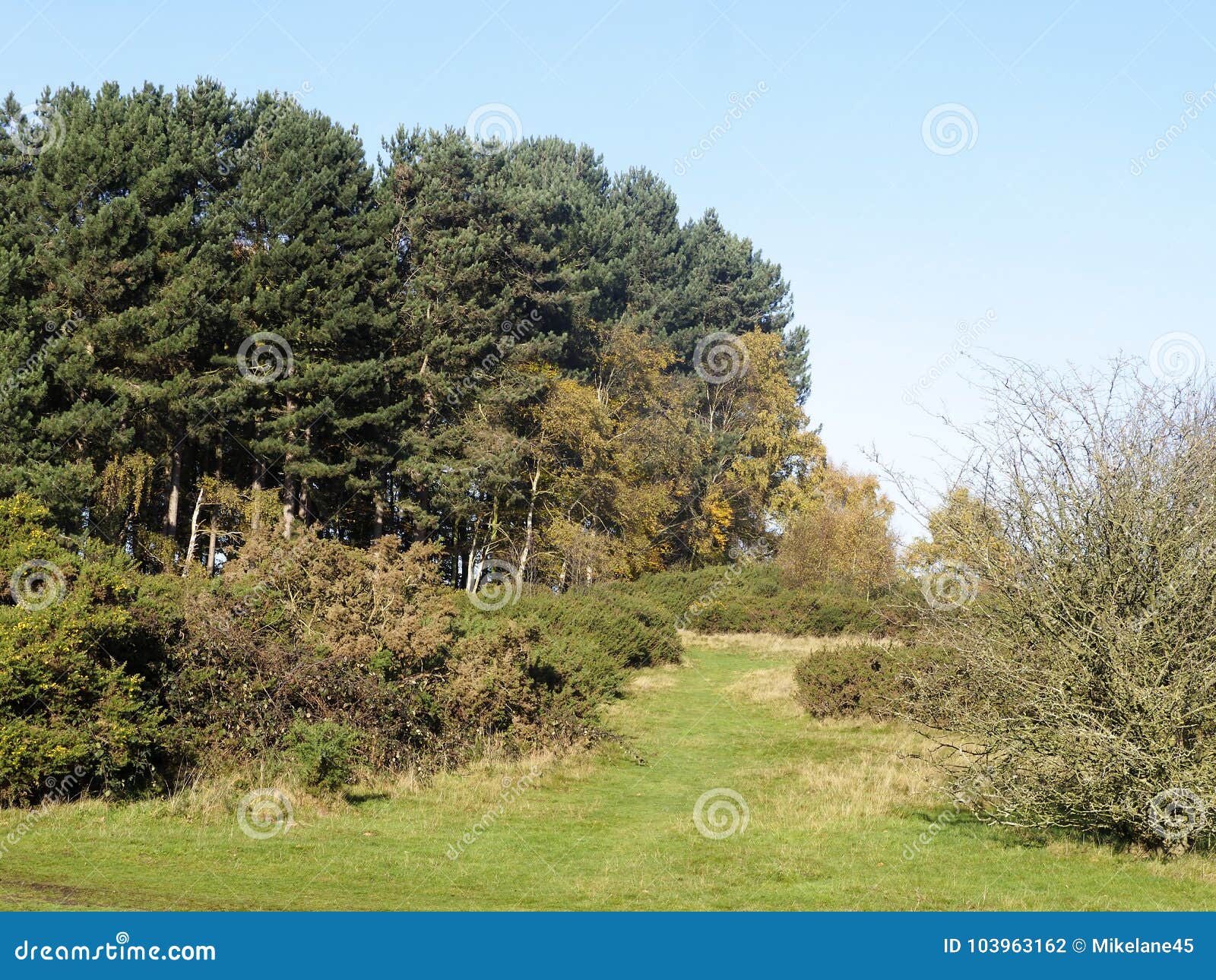 Sutton Park west Midlands stock photo. Image of park - 103963162