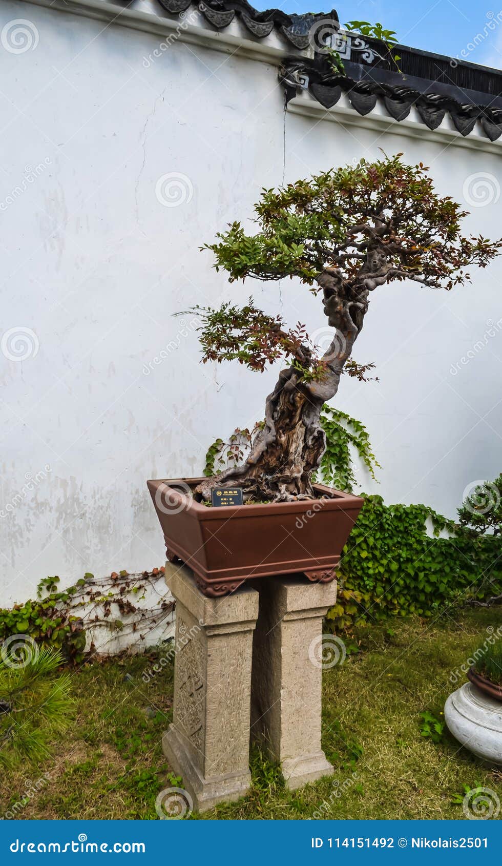 Suzhou China October 23 2013 Bonsai Tree In Humble