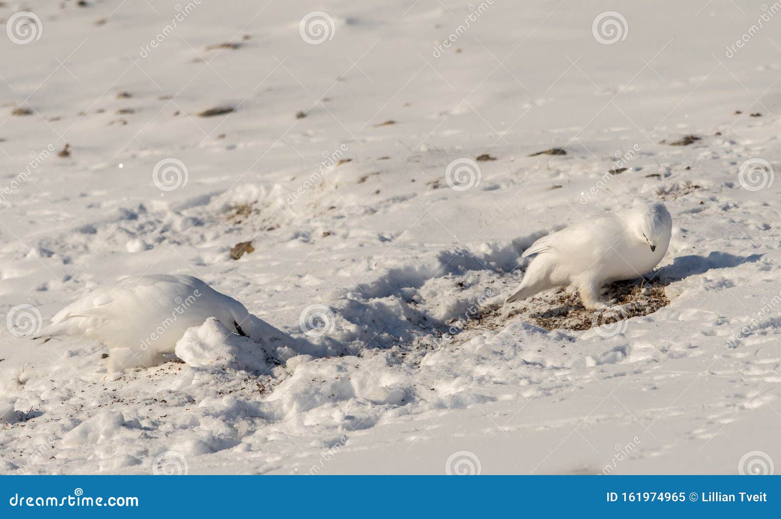 svalbard rock ptarmigan, lagopus muta hyperborea, with winter plumage, searching for food in the snow at svalbard