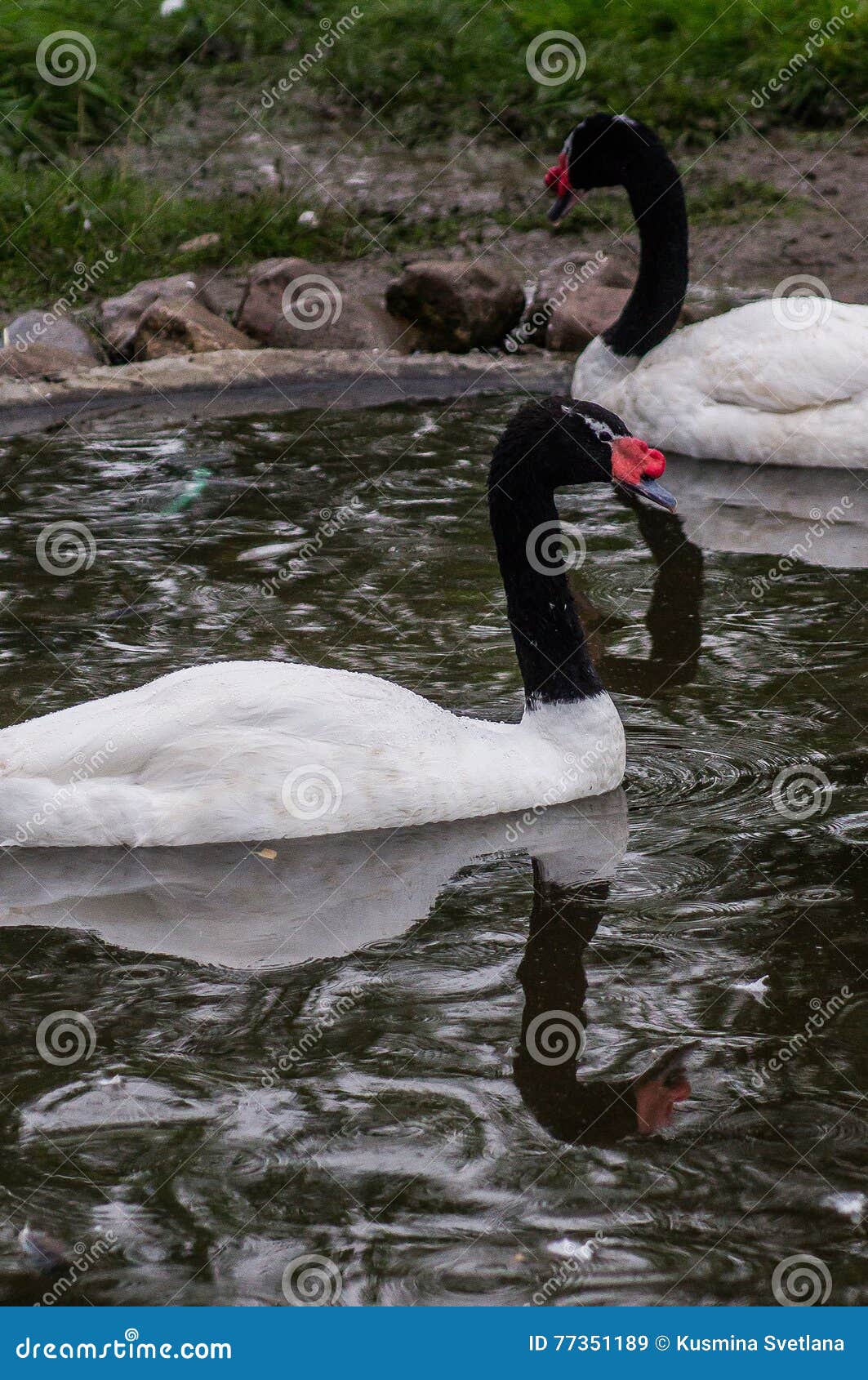 Svanar i en rysk zoo Fjäderdräkten av svanar på färga är antingen ren vit eller grå färg eller svart Kvinnlig och män som utåt mycket är svåra att skilja Svanar från gässen är distingerade vid en längre hals och att låta djupare vatten söka botten som söker efter mat såväl som deras antal, var de är de största vattenfåglarna Sopa deras vingar upp till två meter, och vikten kan överskrida 15 kg Lägger benen på ryggen snarlikt kort, på grund av vad svanarna som är rörande på jorden som göras ett klumpigt intryck Men de har mycket brunn-framkallade flygmuskler och att låta dem resa tusentals mil när det årliga flyget till söderna och baksidan