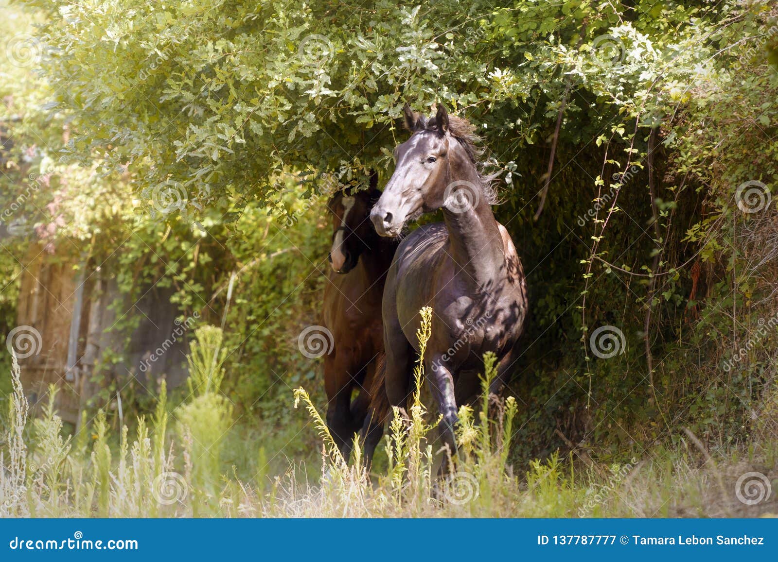 Svart hingst i skogen. Stående av en ung svart hingst som går i skogen som följs av en annan kastanjebrun häst