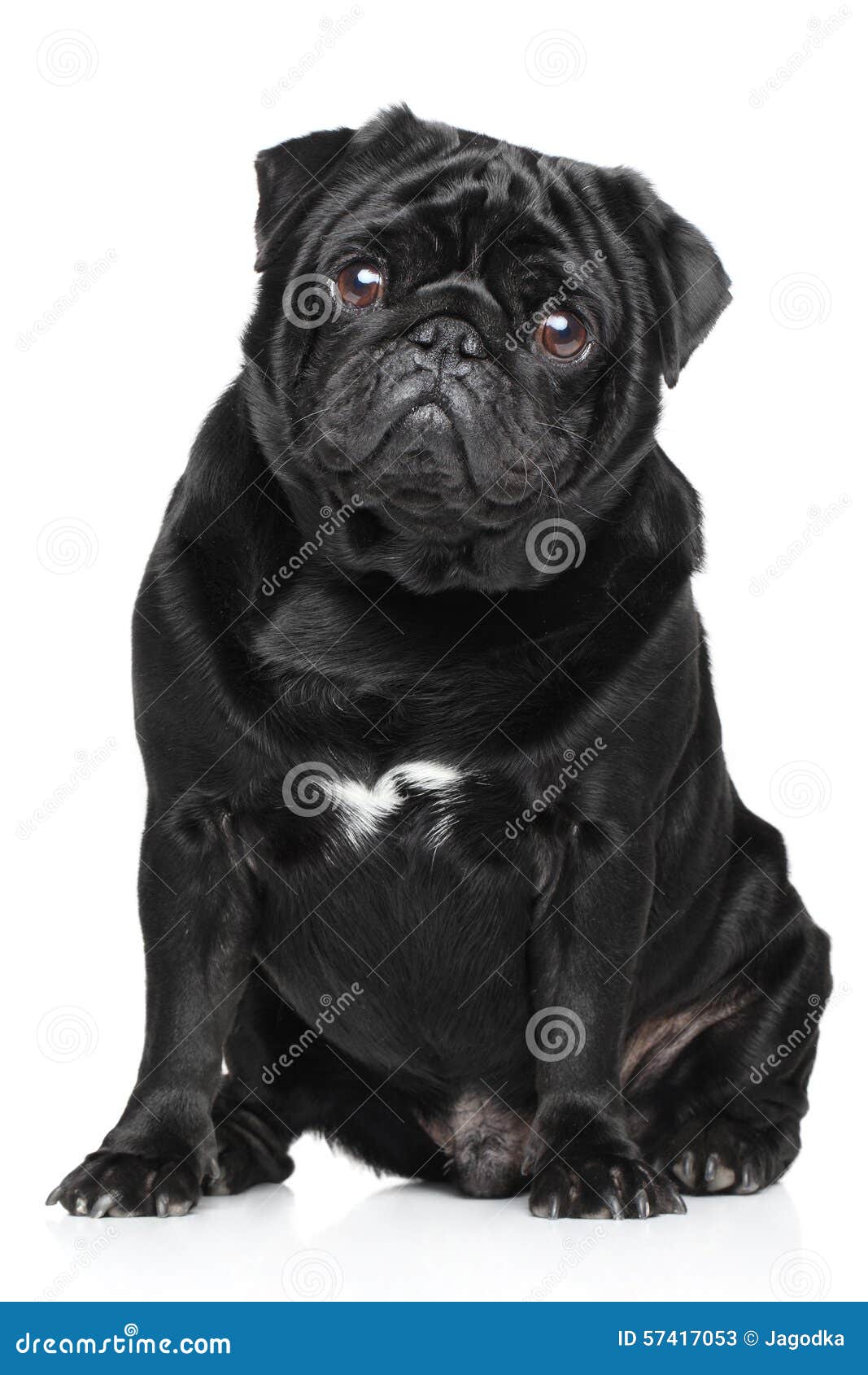 Svart mops fotografering för bildbyråer. Bild av ryggradsdjur 57417053