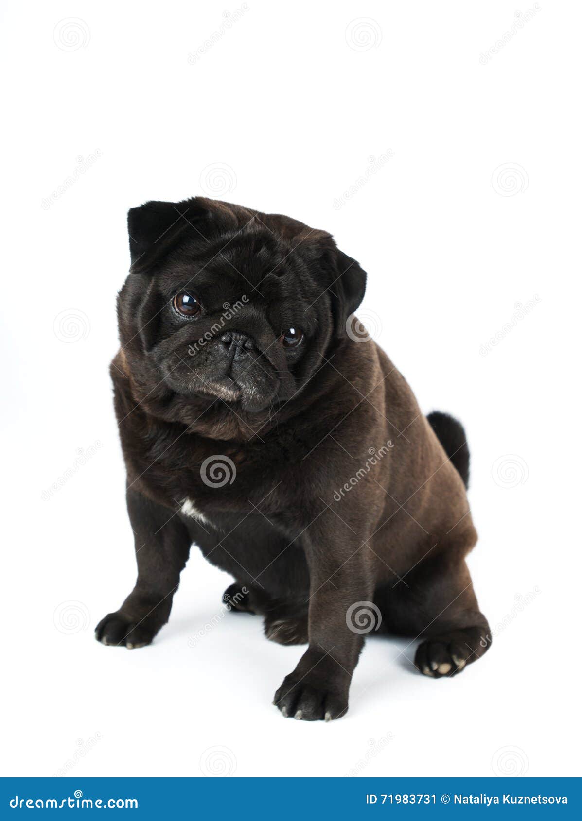 Svart Mops Som Isoleras På Vit Arkivfoto Bild 71983731