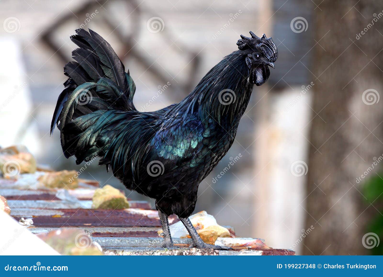 Ayam Cemani: The Mystical All Black Chicken