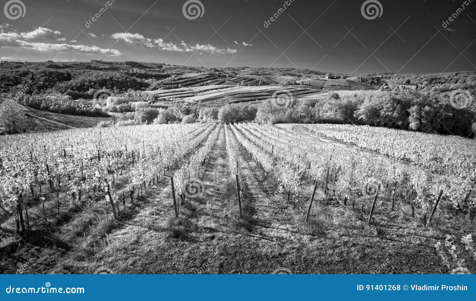 Svartvita vingårdar av Italien Granskningen fördes i det infraröda området Det vände ut en ovanlig blick
