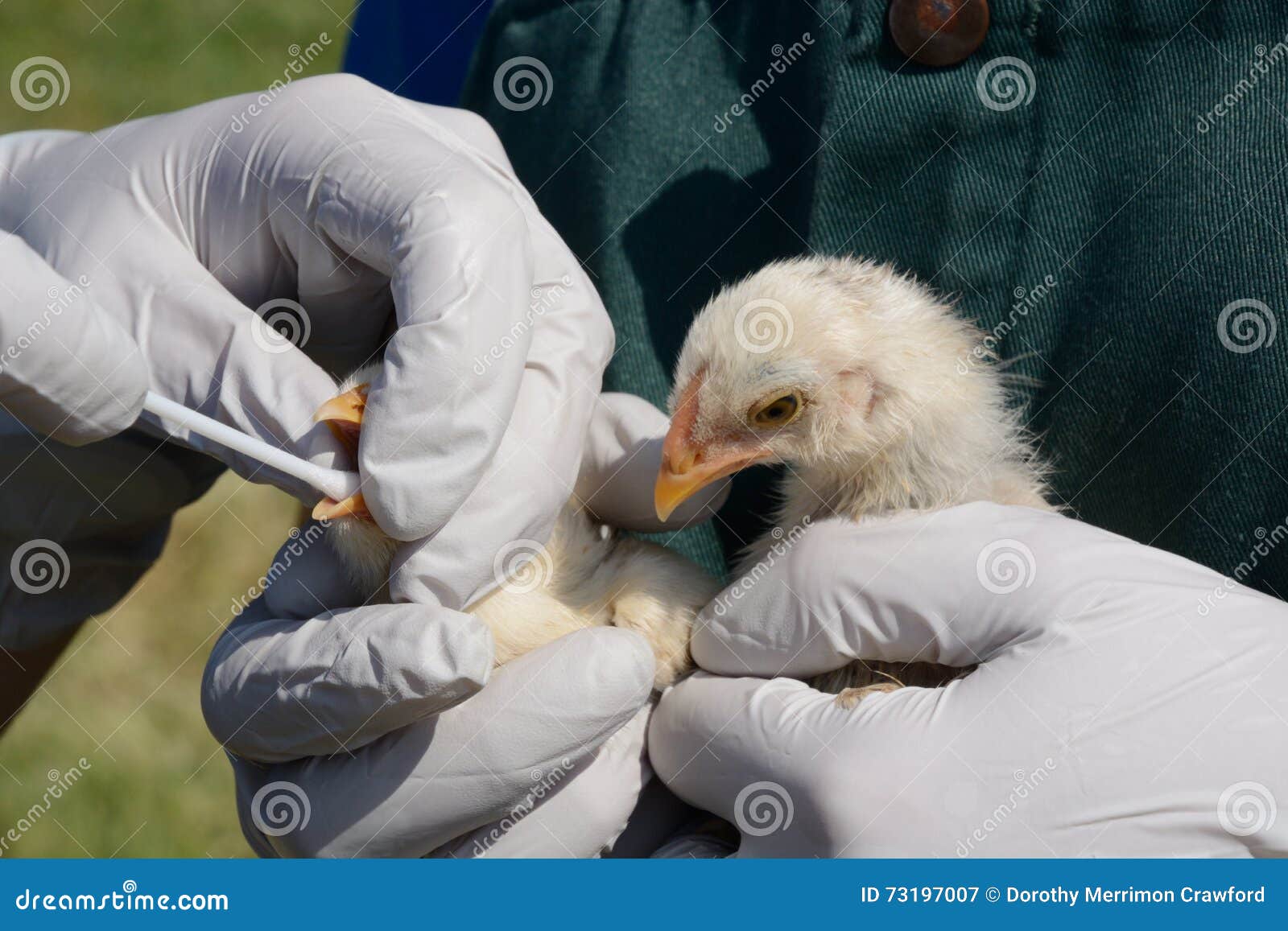 swabbing chicks test for avian influenza