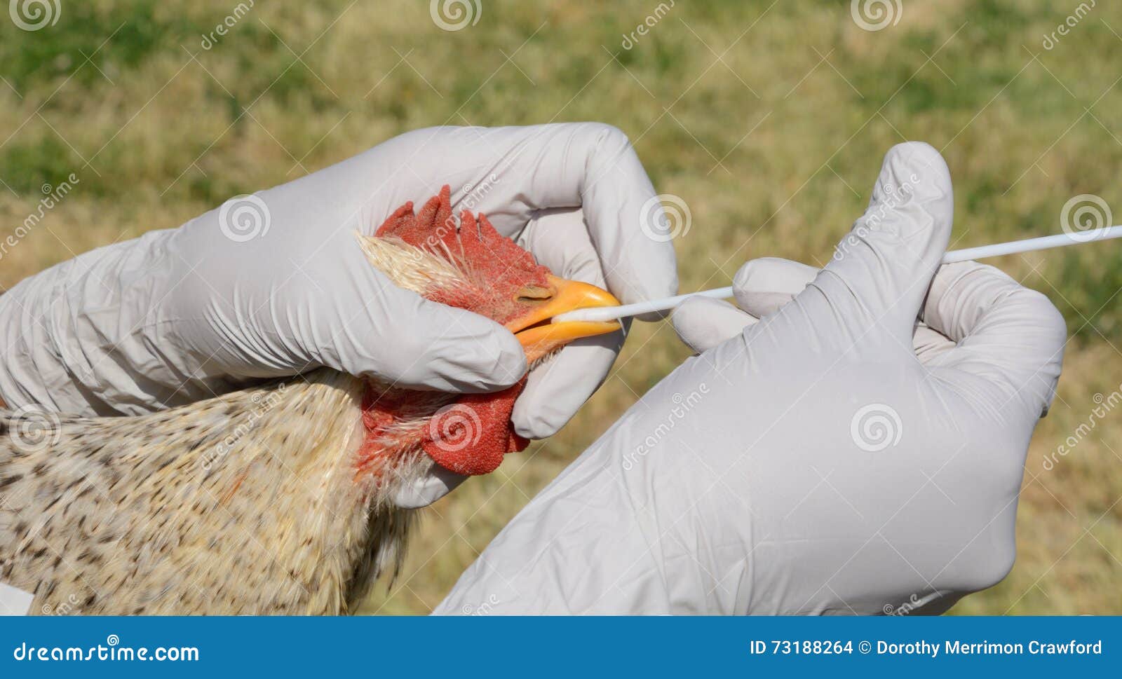 swabbing rooster throat