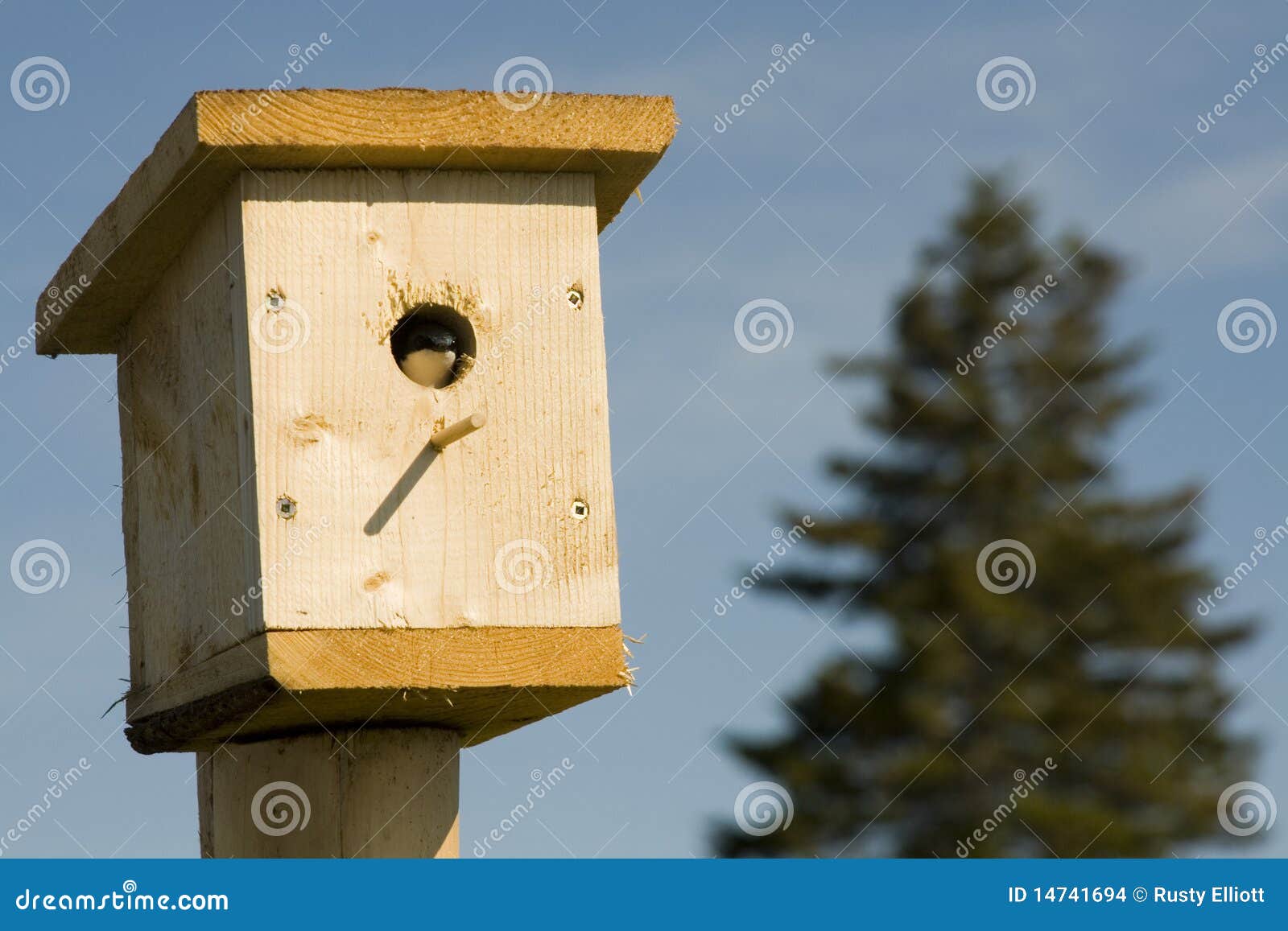 Swallow in a Bird house stock photo. Image of bird, prince 14741694