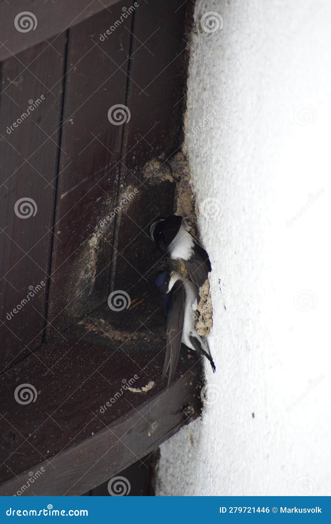 swallow couple starting to build a nest