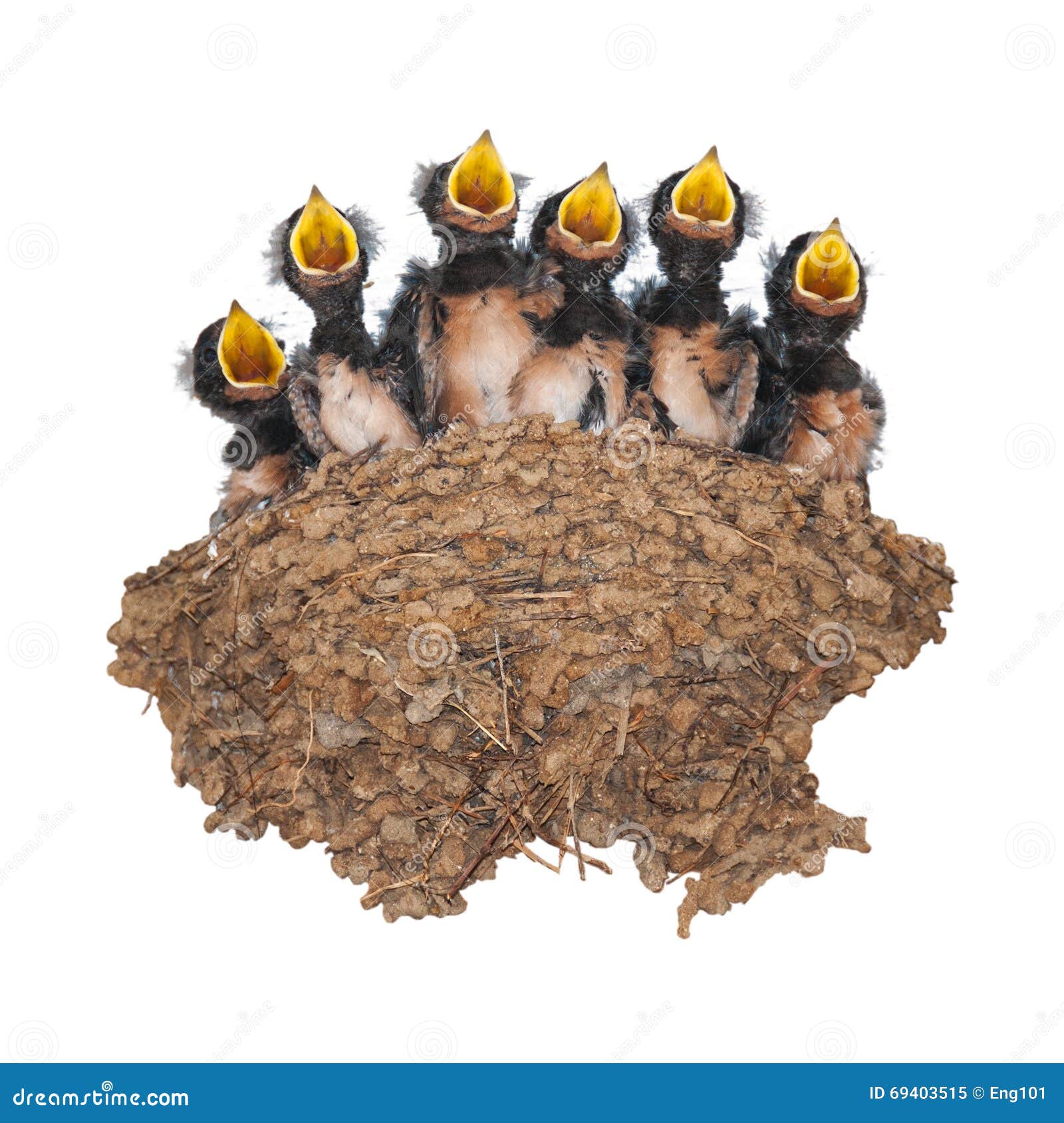 Swallow Nest with Nestlings Isolated on White Background Stock Image