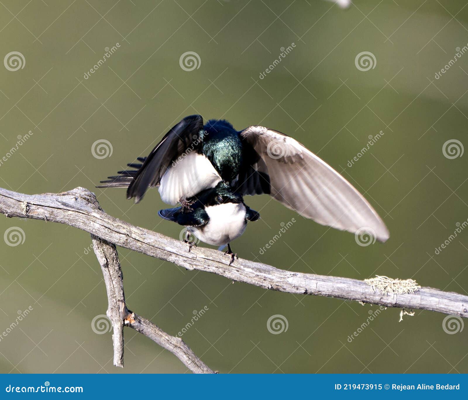 swallow photo stock. swallow couple in courtship season and enticing her back displaying spread wings in their environment and