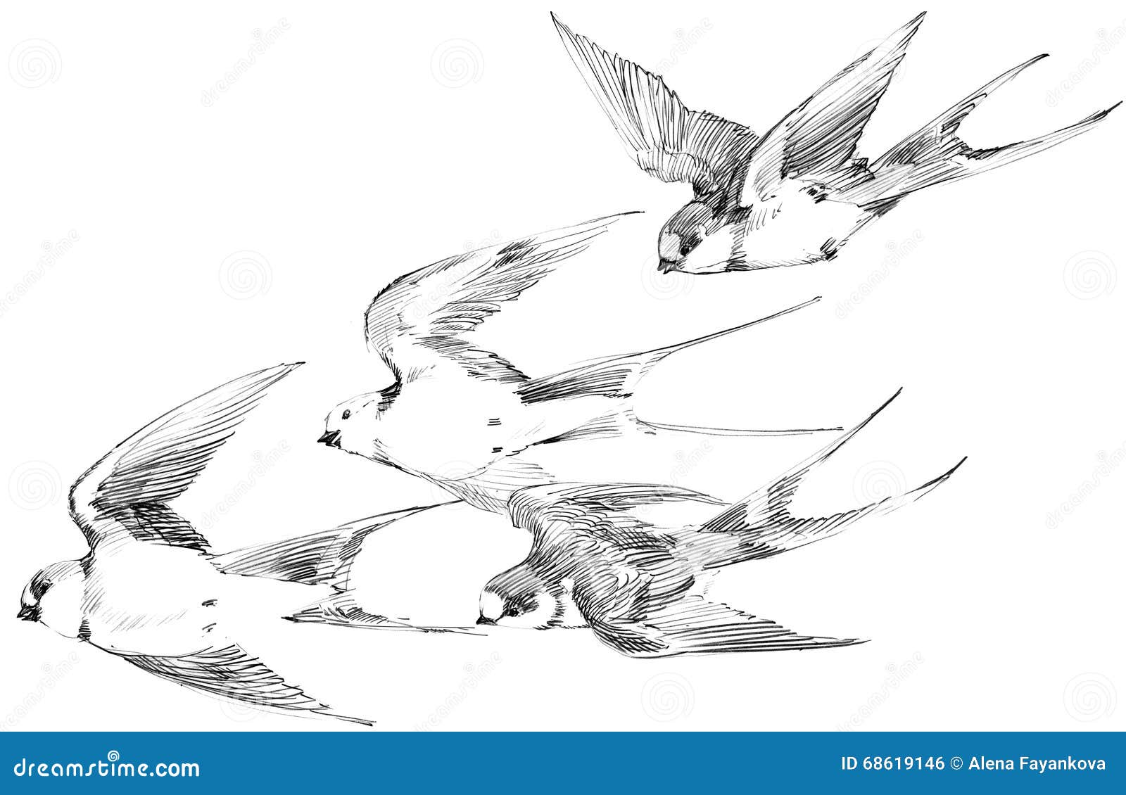 swallow. swallow pencil sketch. swift flight. hello spring.