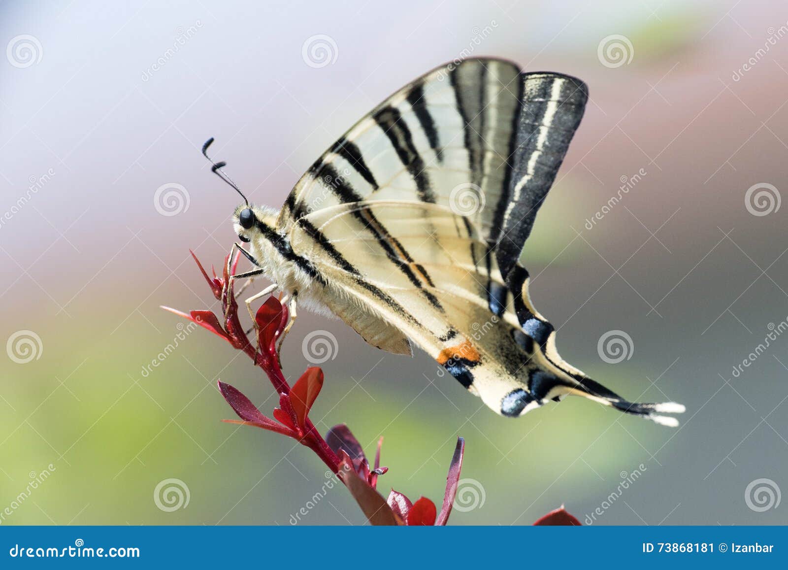 swallow tail butterfly machaon close up portrait