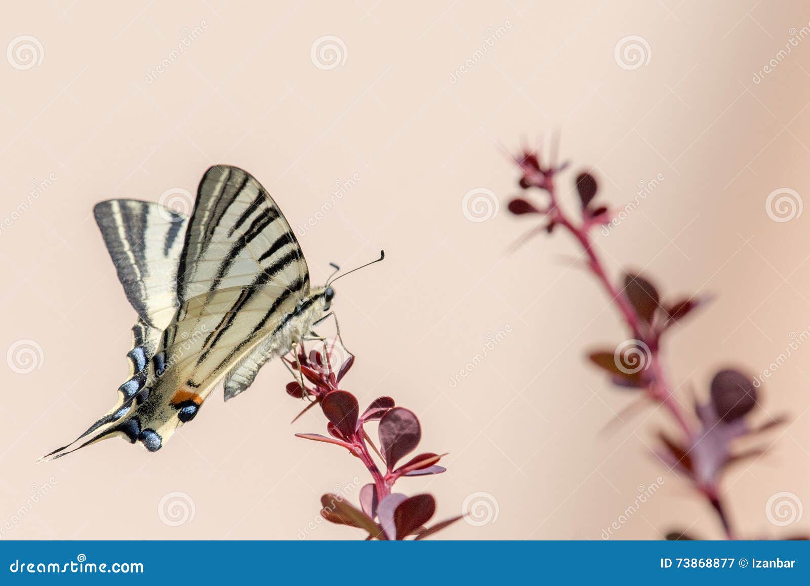 swallow tail butterfly machaon close up portrait