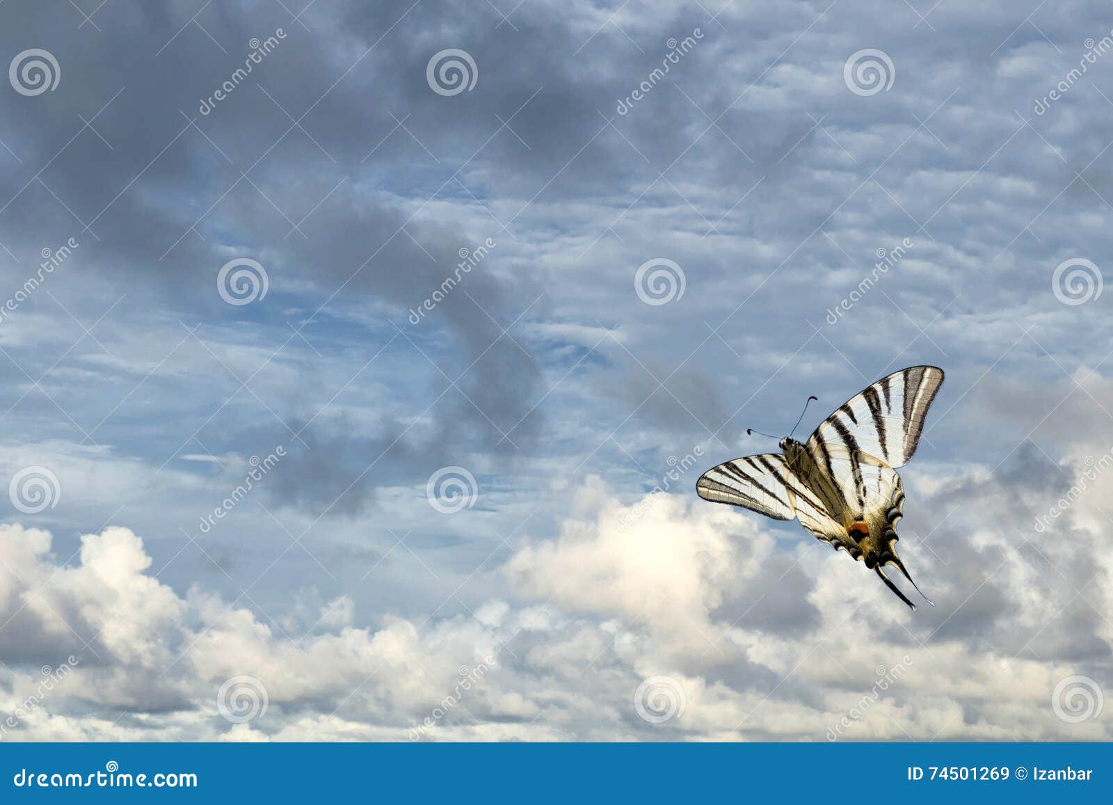 swallow tail butterfly machaon close up portrait