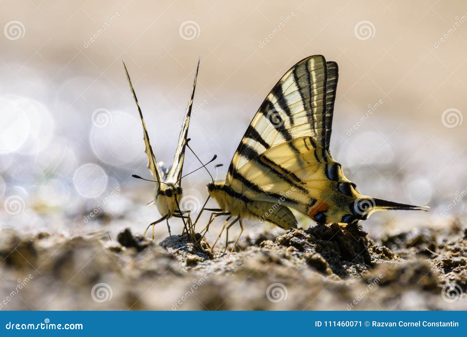 swallow tail butterfly