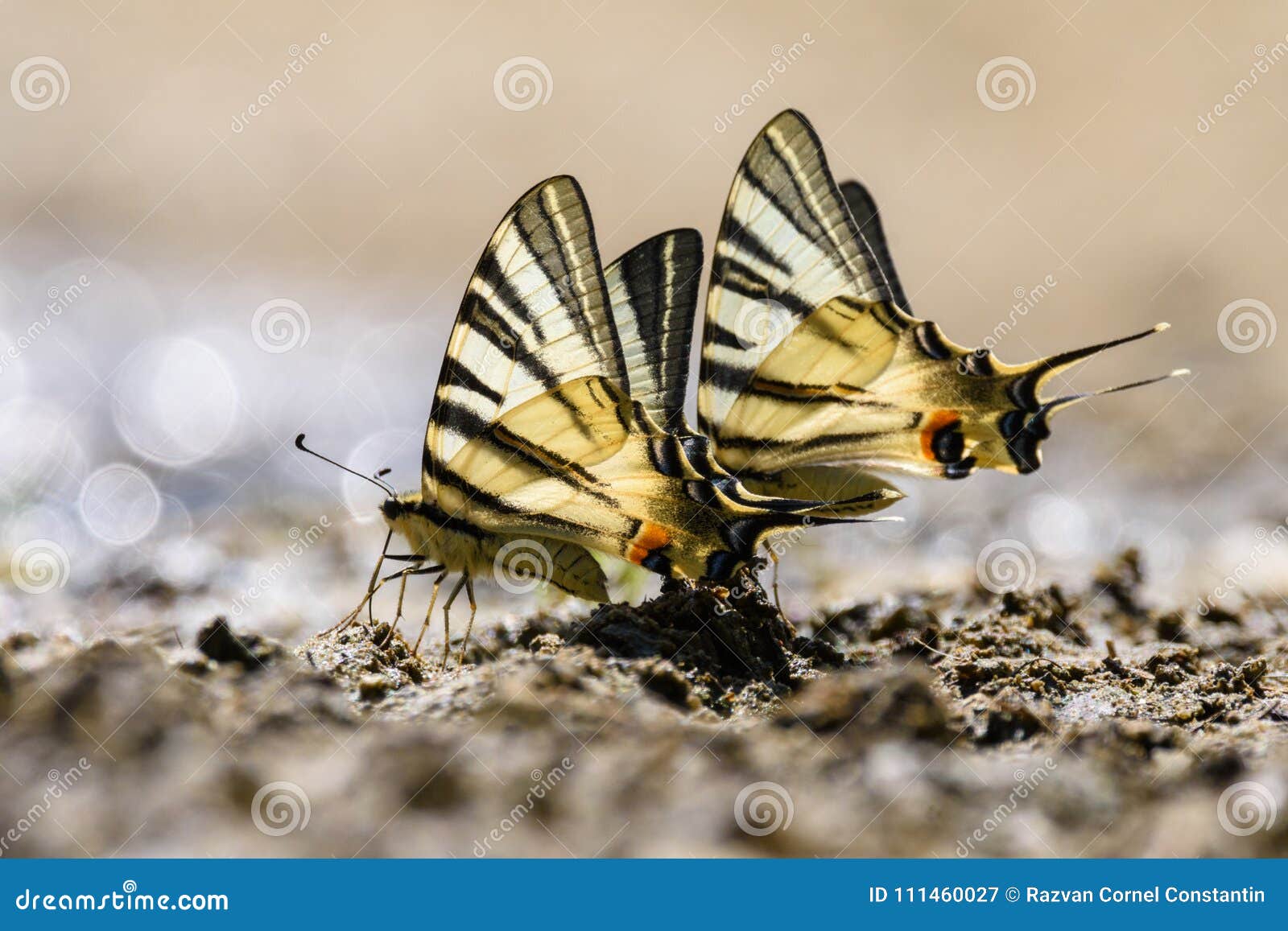 swallow tail butterfly