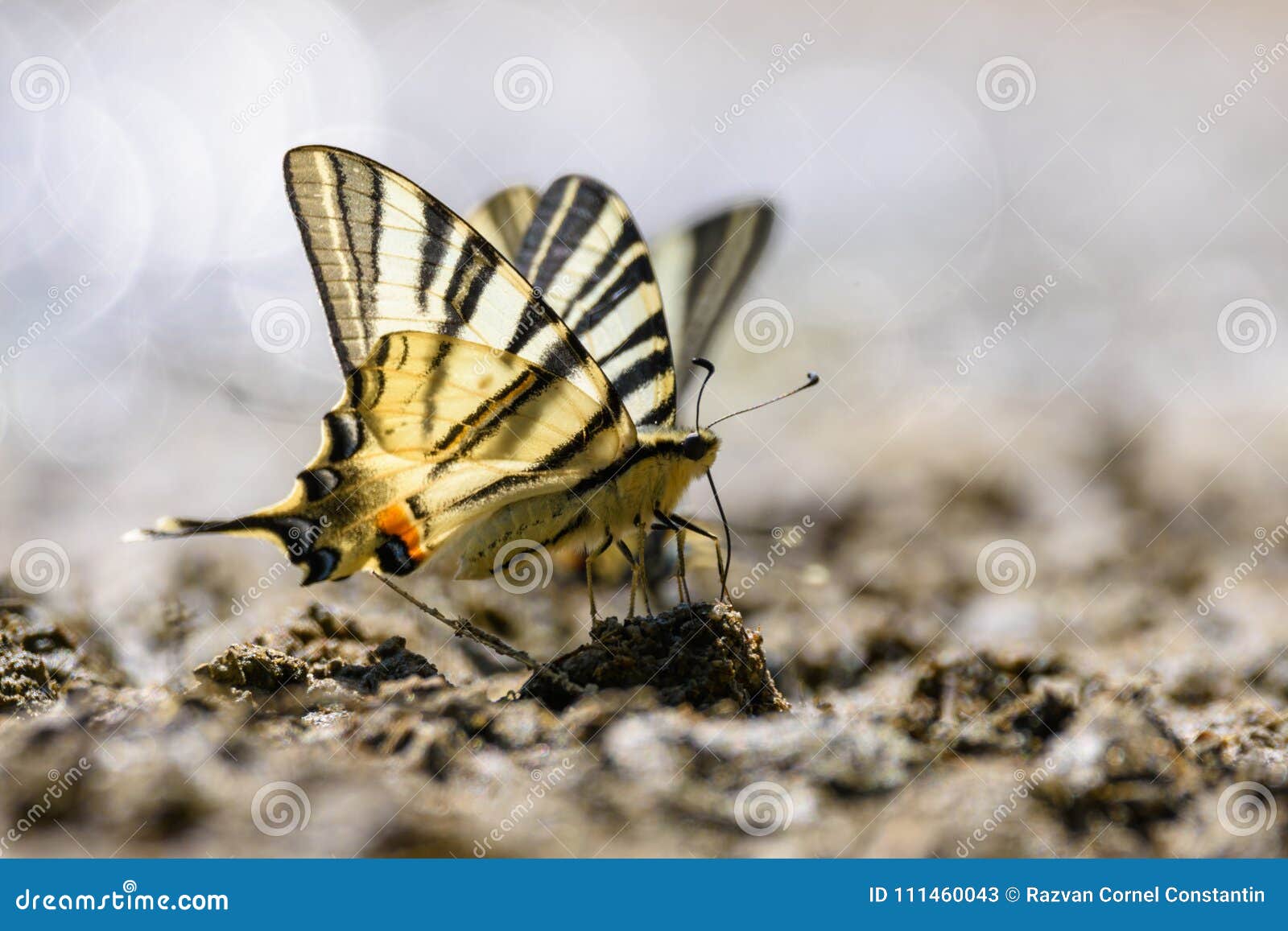 swallow tail butterfly