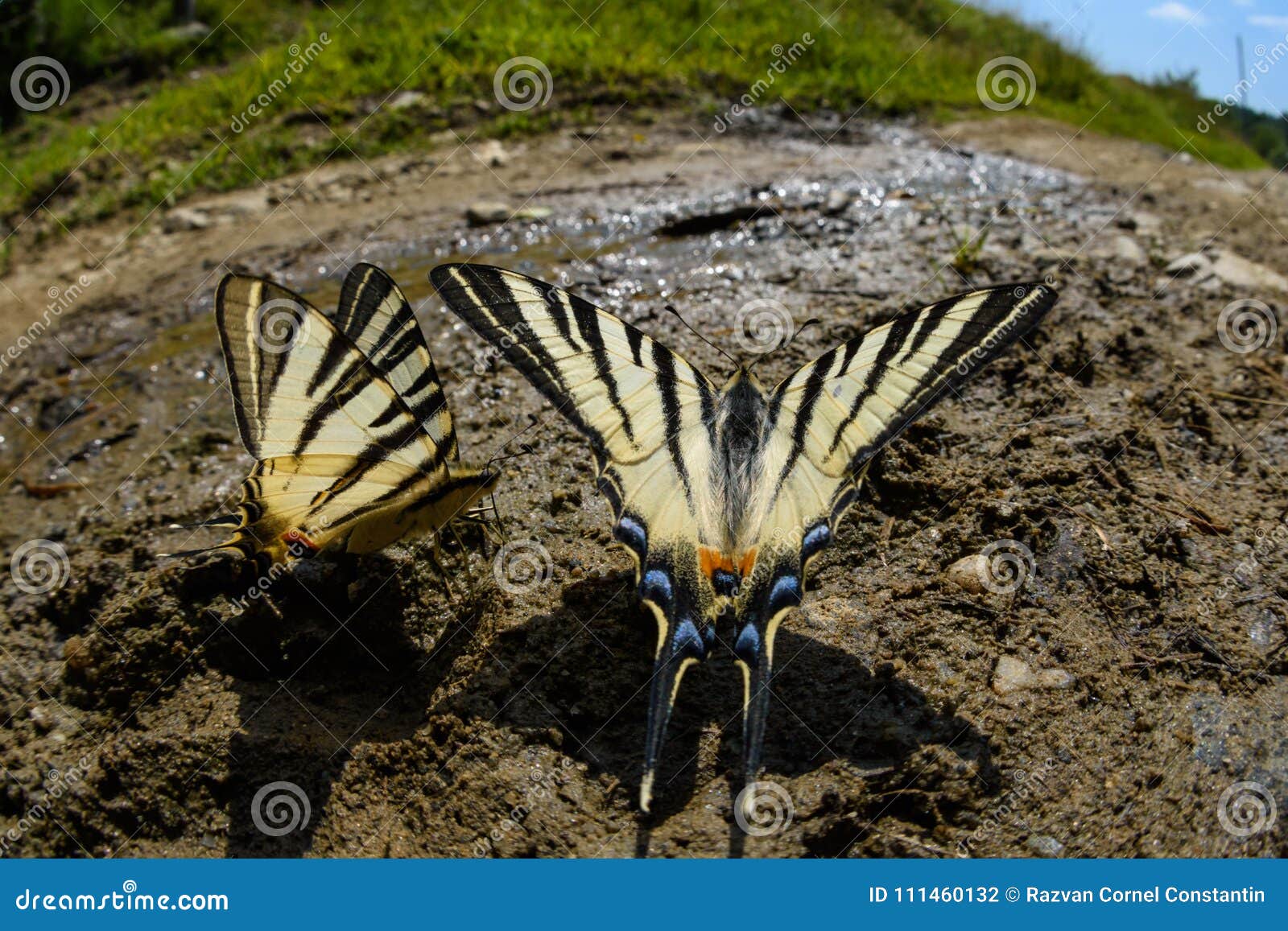 swallow tail butterfly