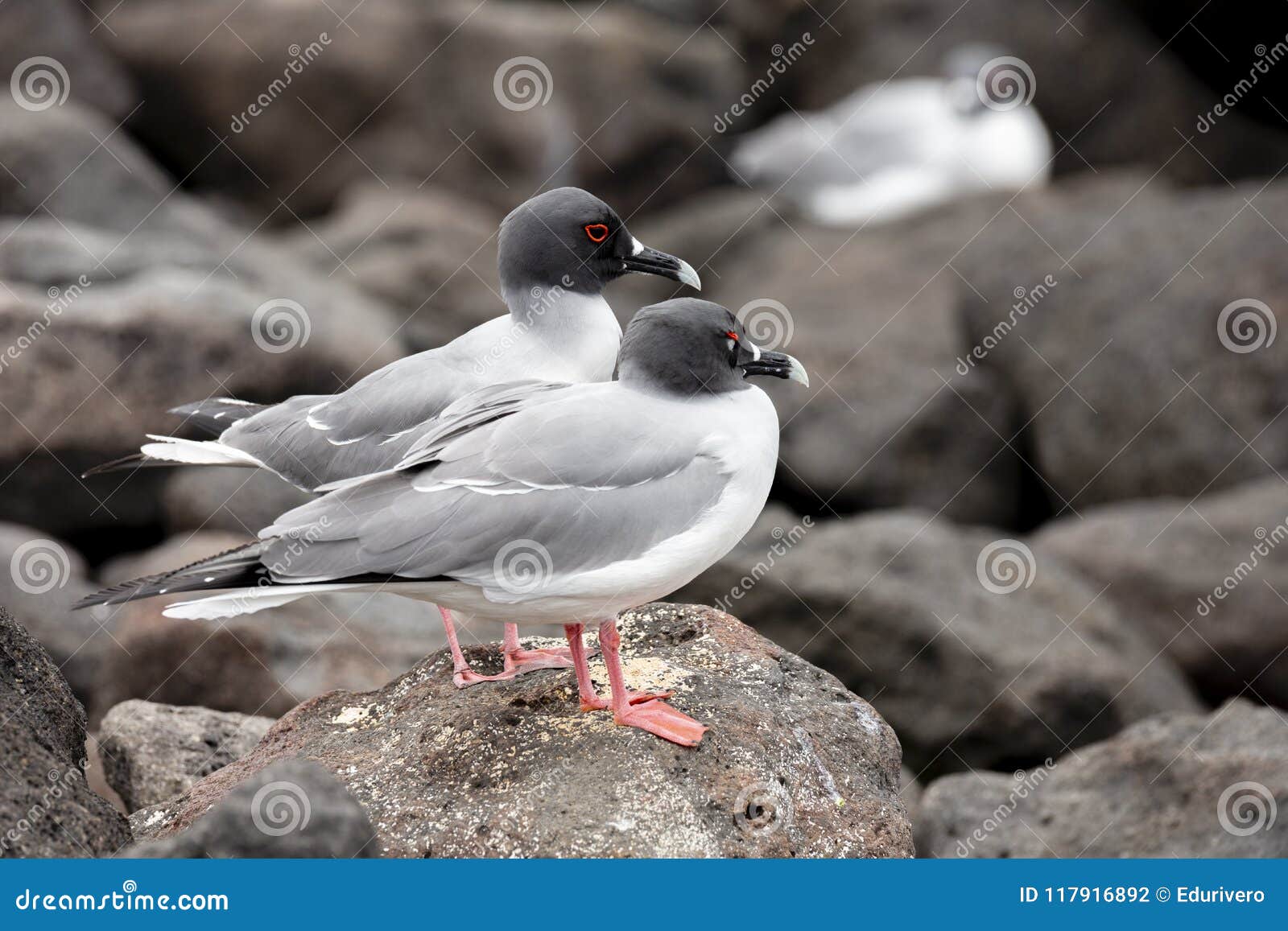 swallow-tailed gull in galapagos islands