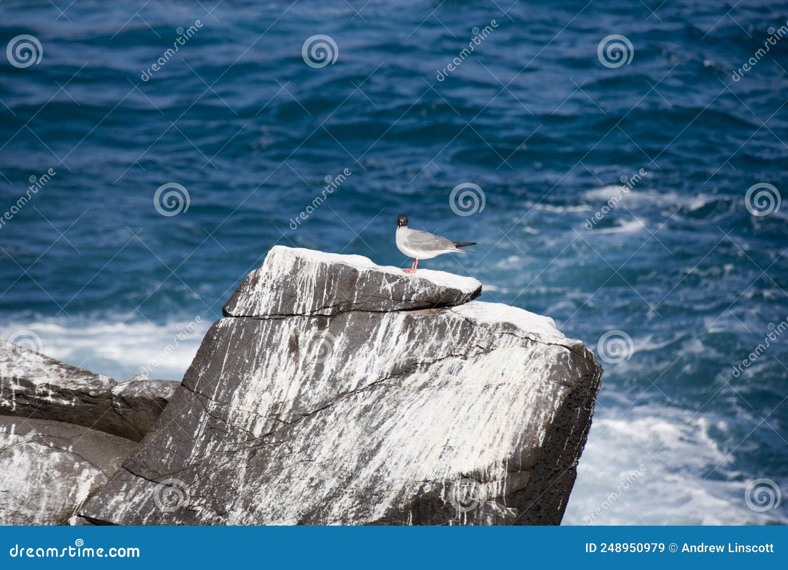 swallow tailed gull creagus furcatus, perched on a rock on espan