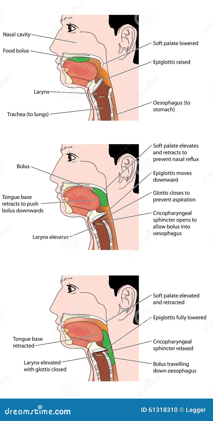 The swallowing mechanism stock vector Illustration of prent Biology Diagrams