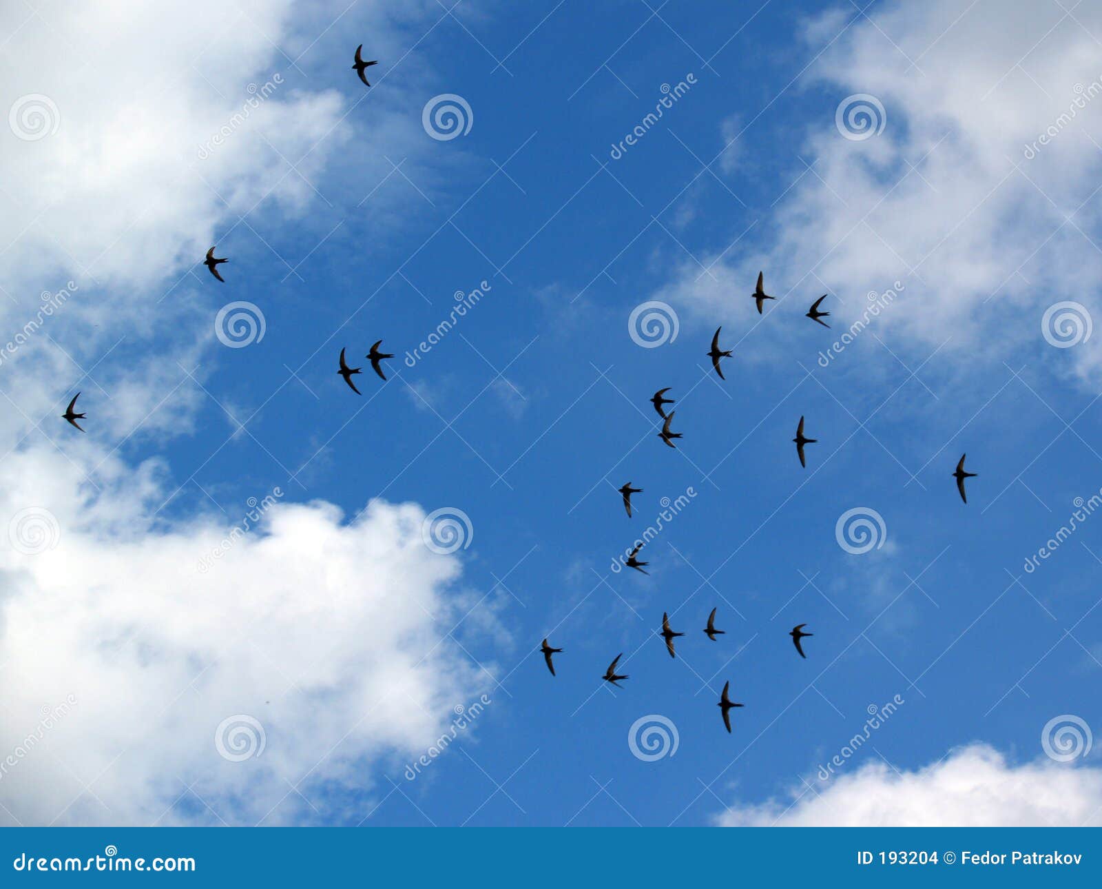 swallows