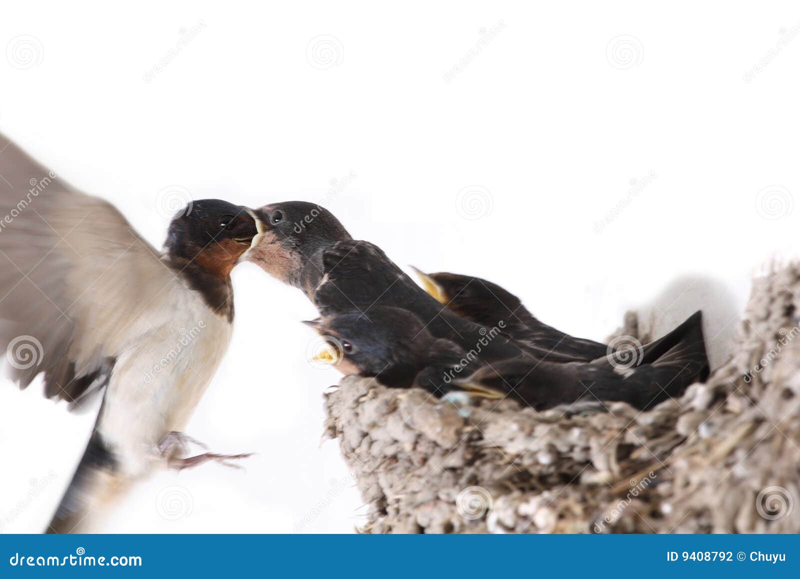 Swallows are feeding stock photo. Image of look, nature 9408792