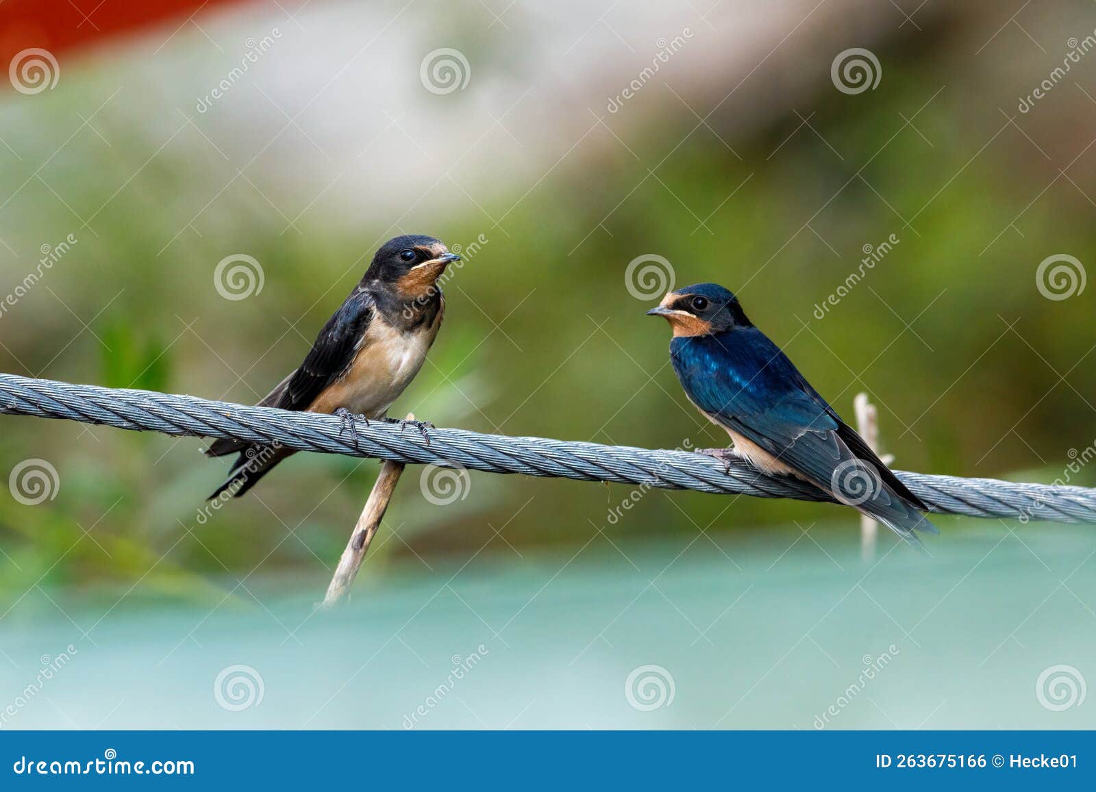 Swallows or house martins stock photo. Image of swallow 263675166