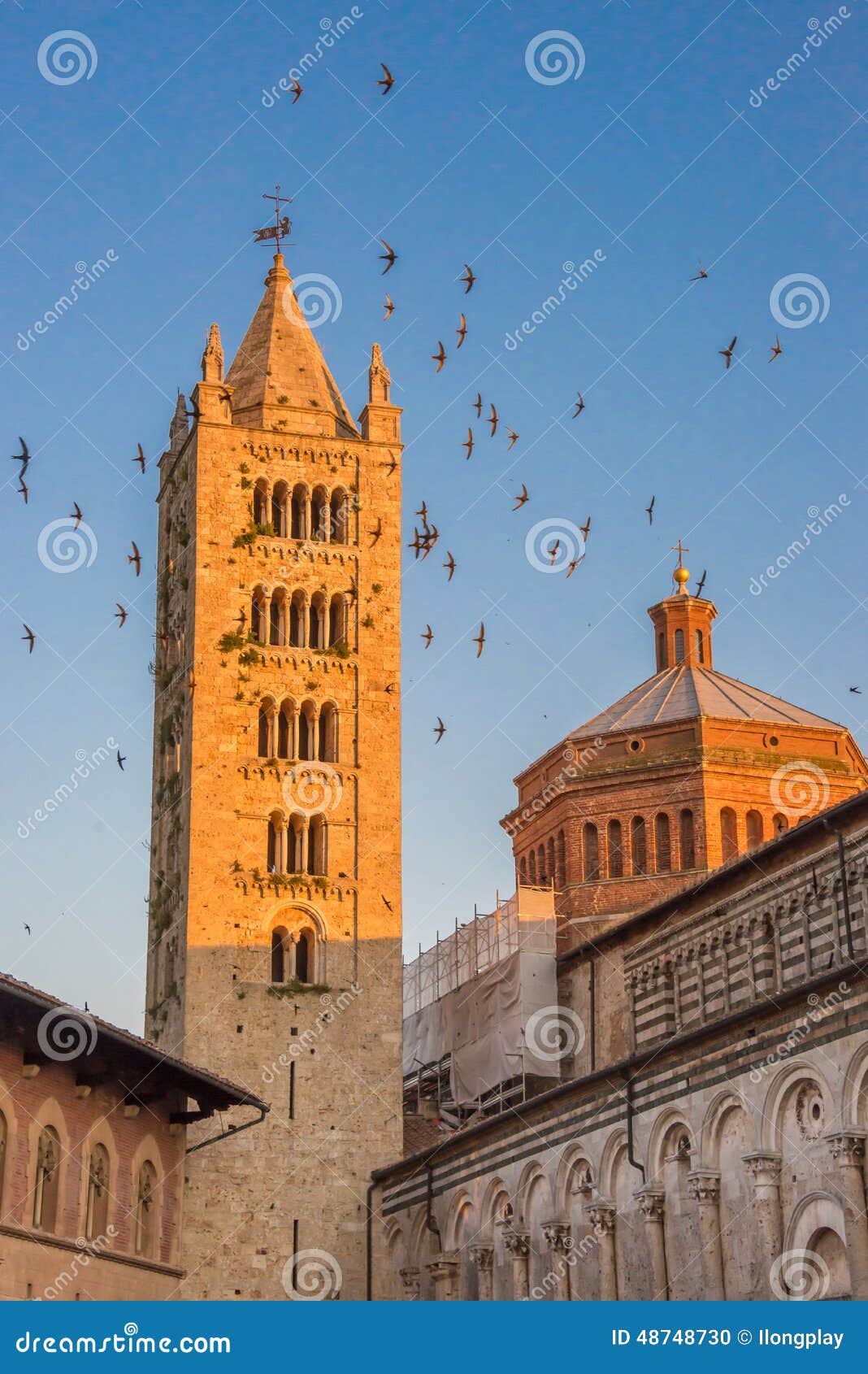 swallows in massa marittima