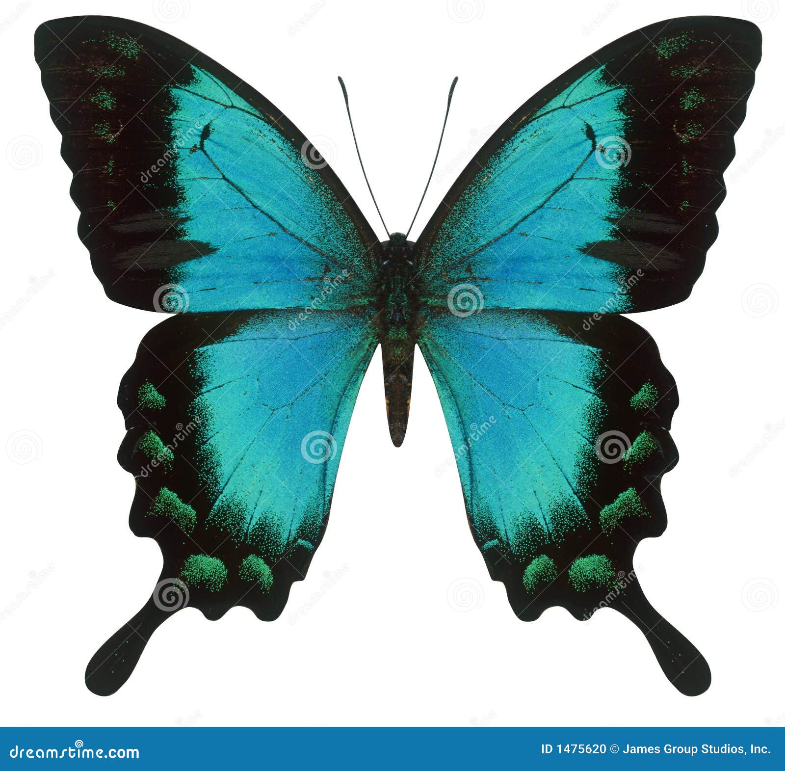 swallowtail butterfly
