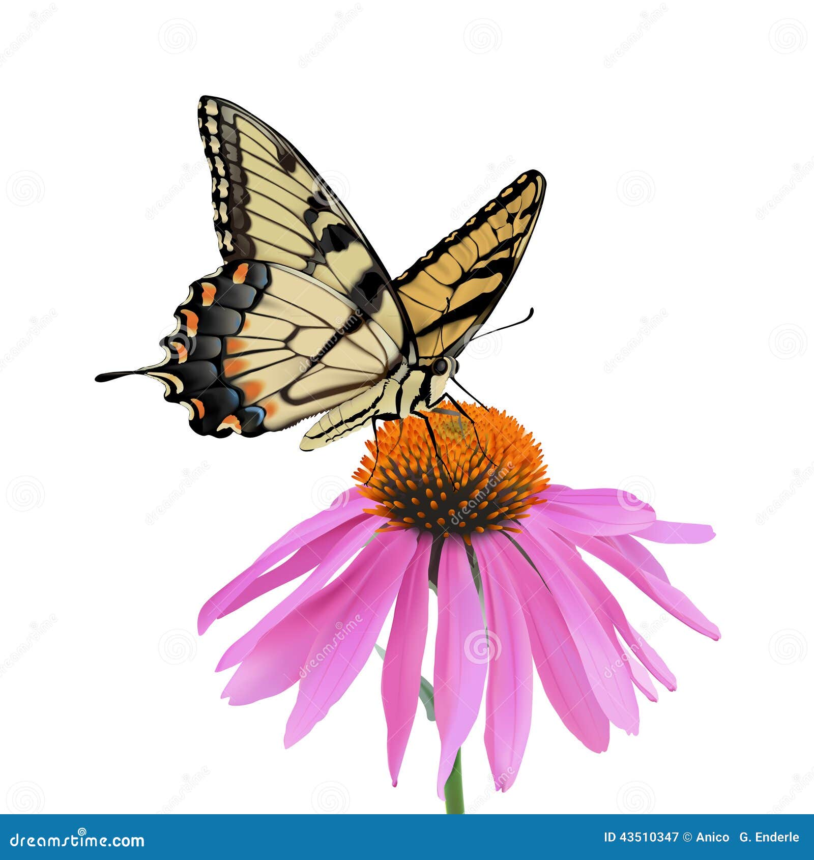 swallowtail butterfly and coneflower