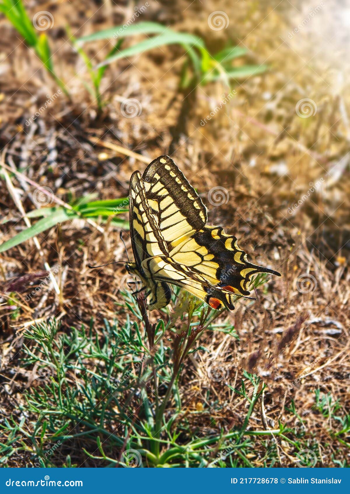 The Swallowtail Butterfly Lays Its Eggs on Plants. Vertical View Stock Photo Image of black