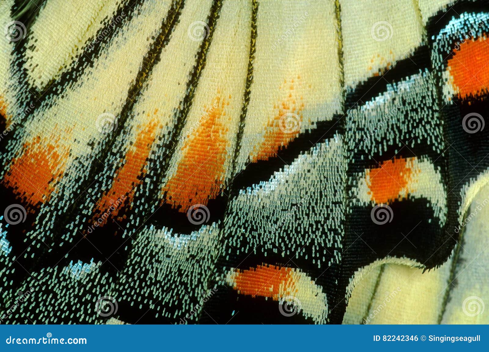 butterfly under microscope