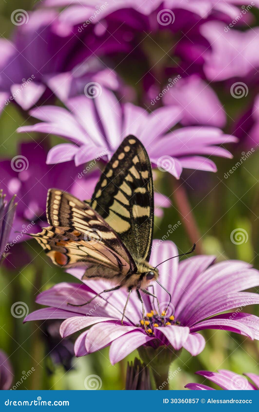 swallowtail butterfly in a purple daisy field