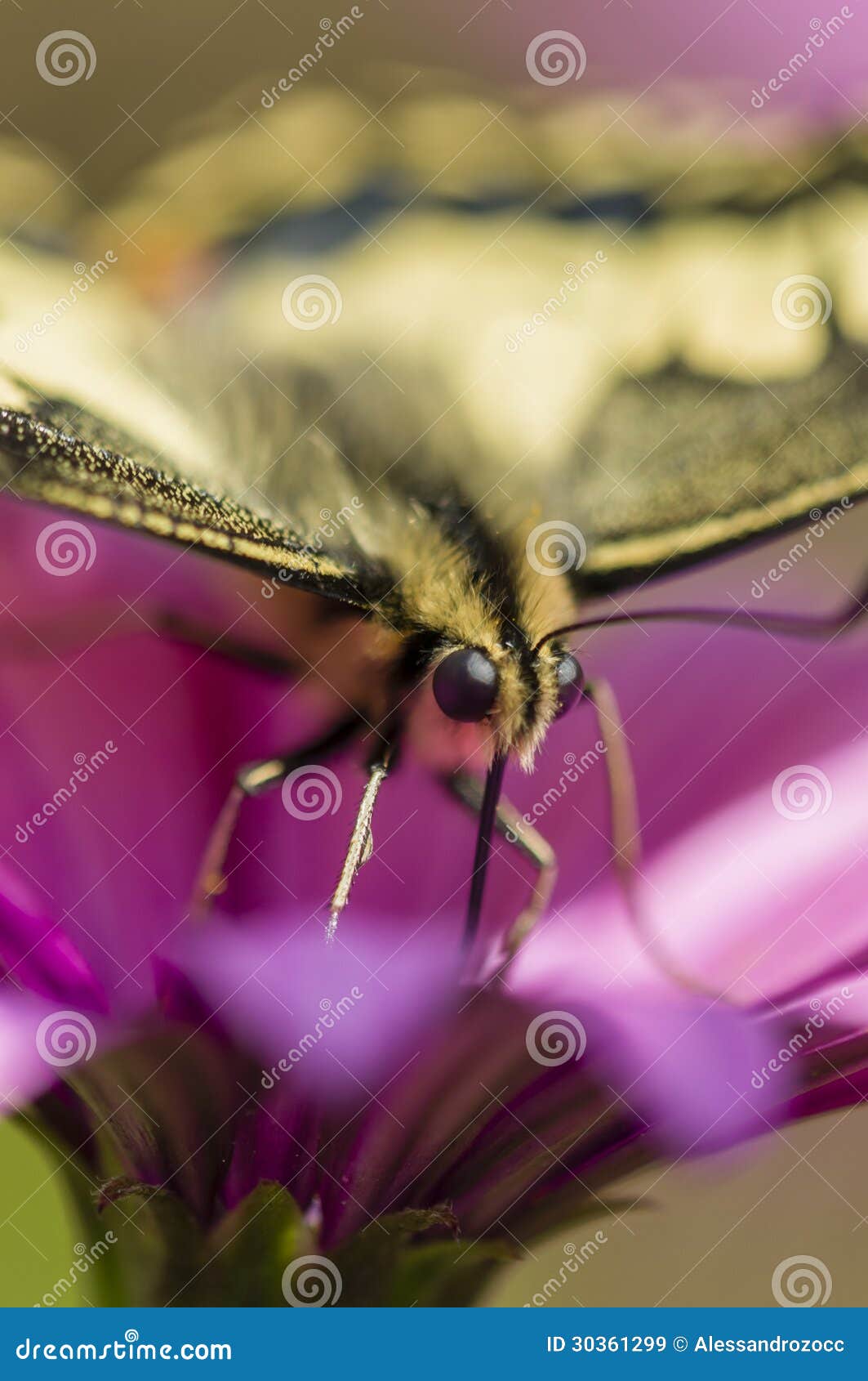 swallowtail butterfly in a purple daisy field