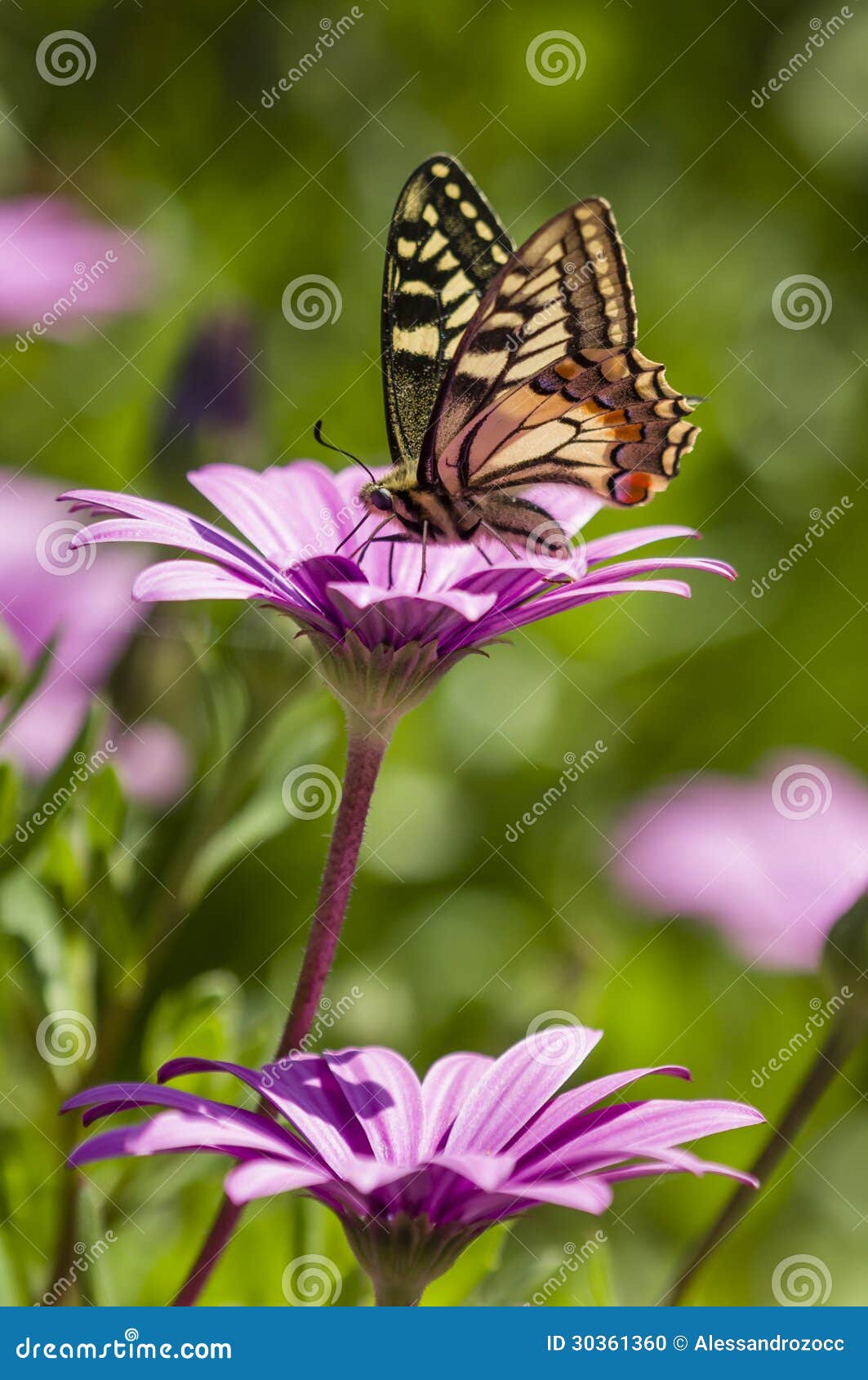 swallowtail butterfly in a purple daisy field