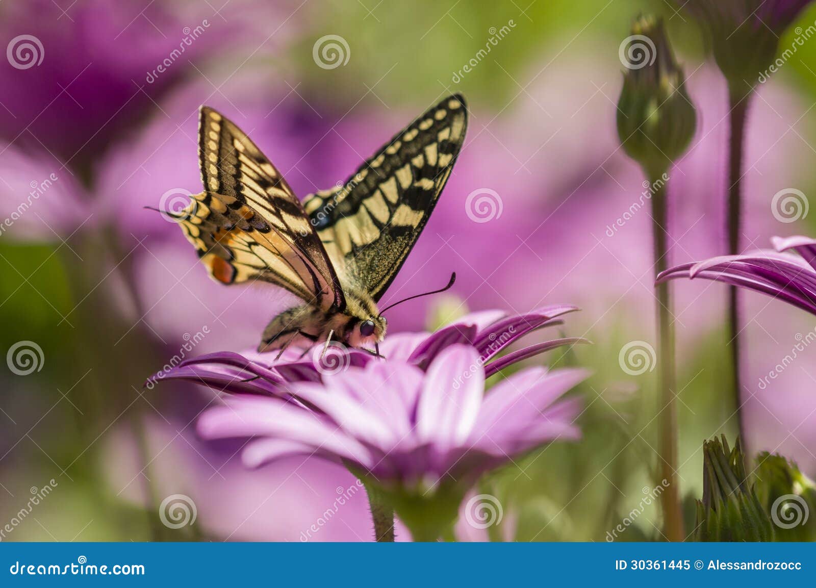 swallowtail butterfly in a purple daisy field