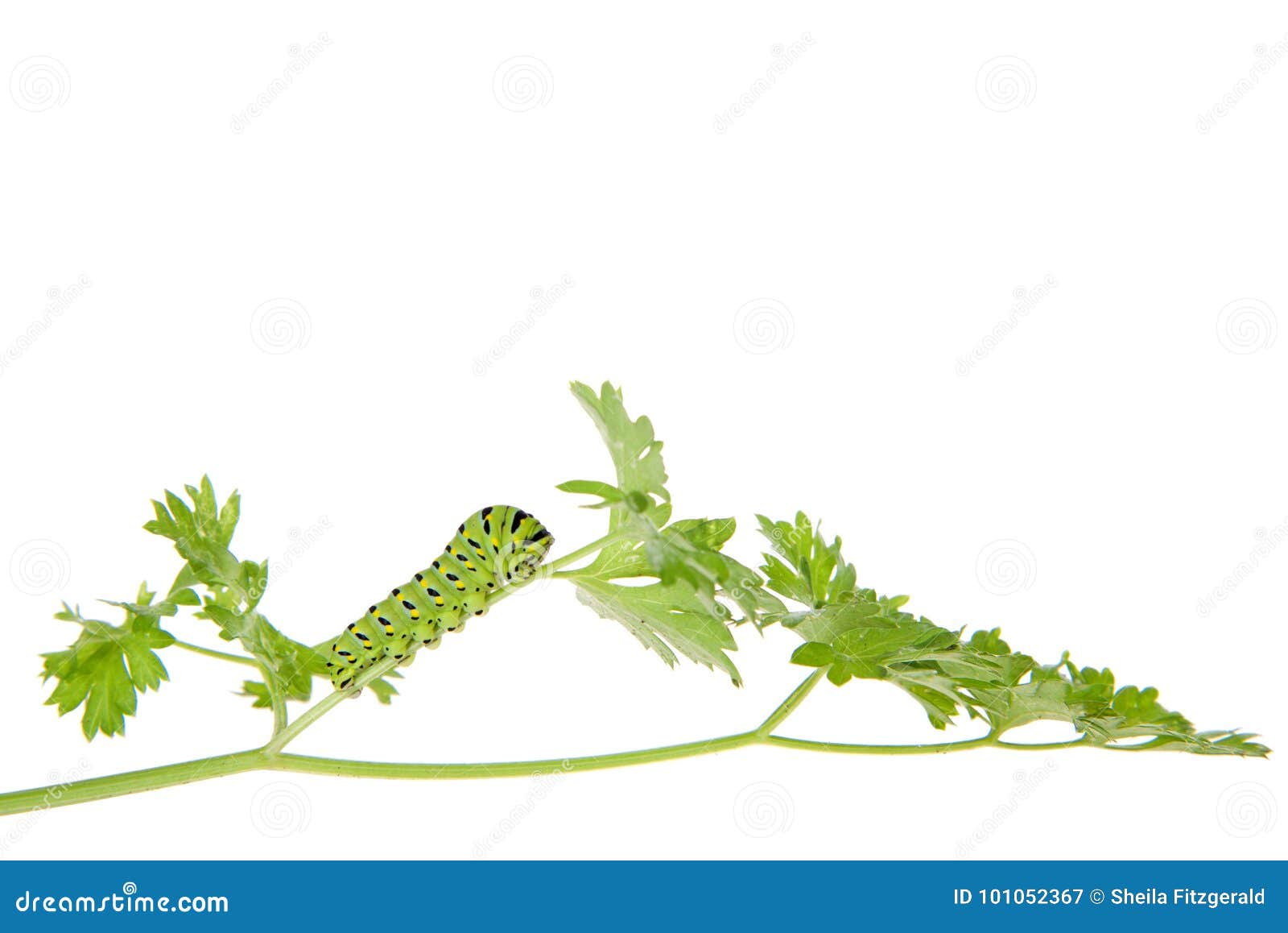 Swallowtail Caterpillar on Parsley Isolated Stock Image Image of