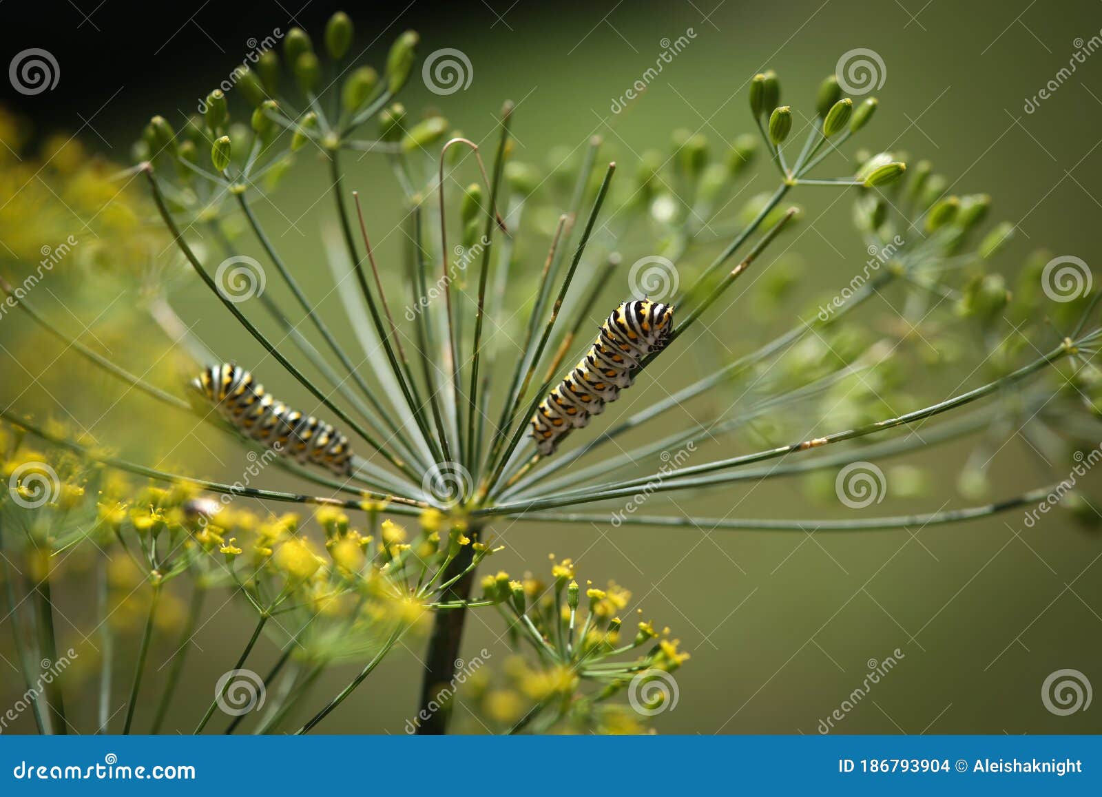 Swallowtail Caterpillars on Dill Stock Photo Image of butterfly