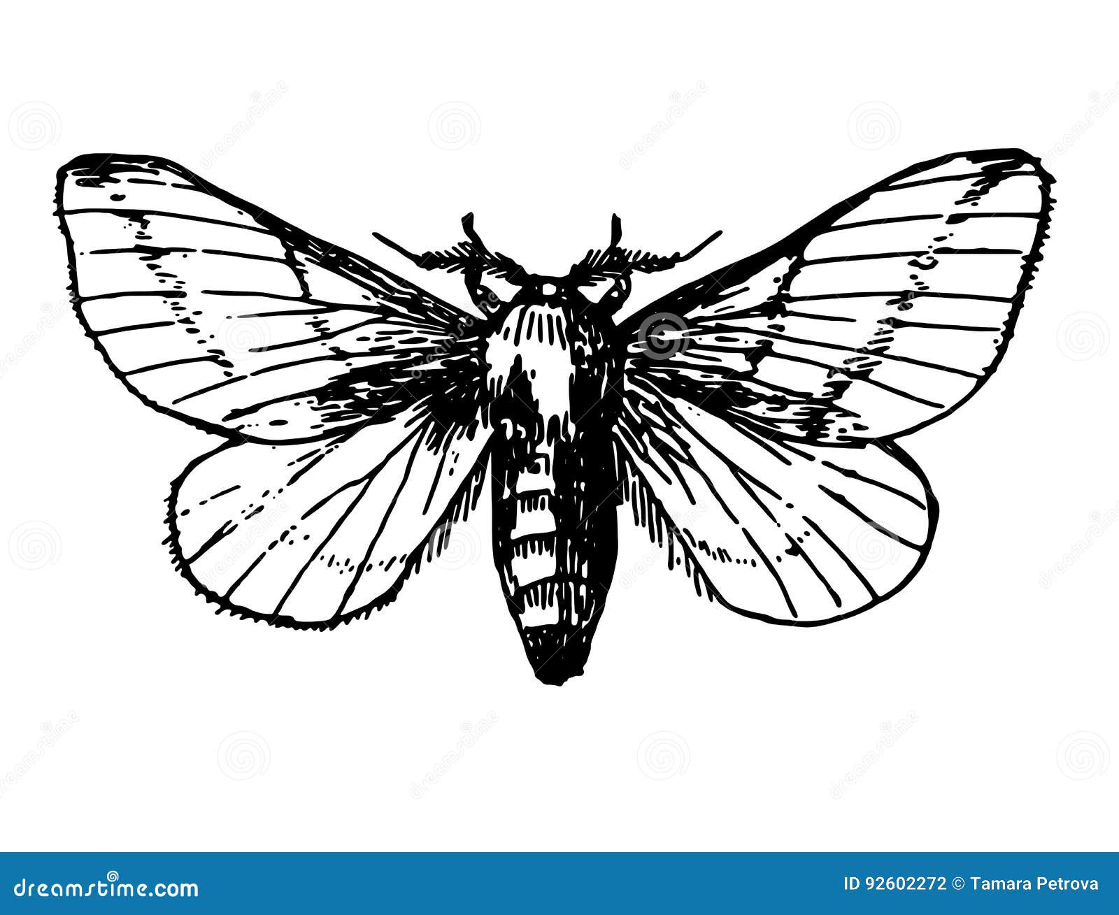 Desenho de tatuagem de borboleta, repolho, imagem Formatos de arquivo,  pincel Borboleta com pés, monocromático png | PNGWing