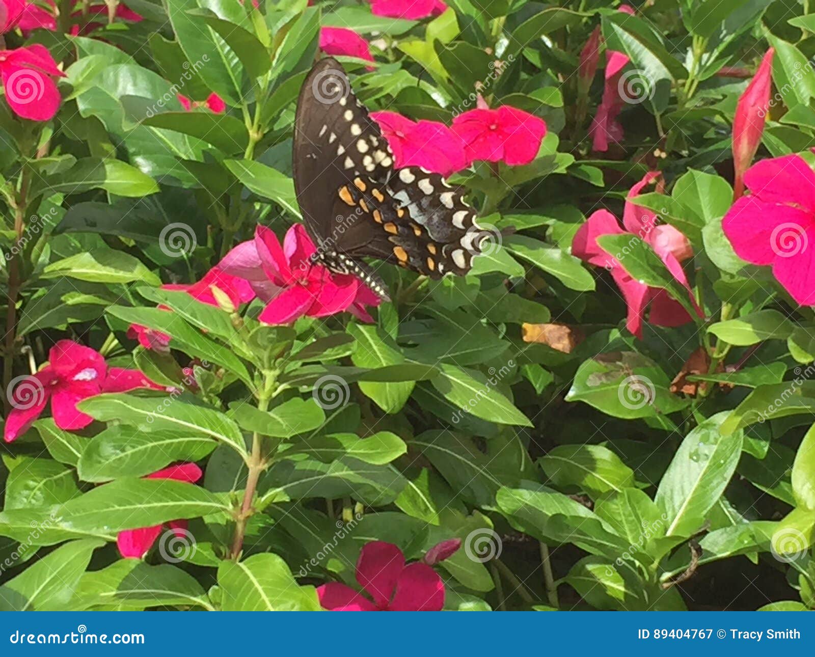 Swallowtail fjäril på blommor för varma rosa färger. Swallowtail fjäril, svart vinge med gul teckning som blommar