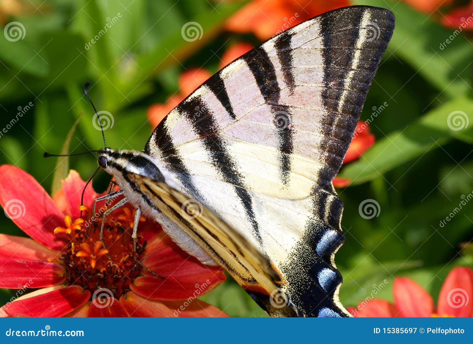 Swallowtail Fruit the Flower. Stock Image Image of iphiclides, blossom 15385697
