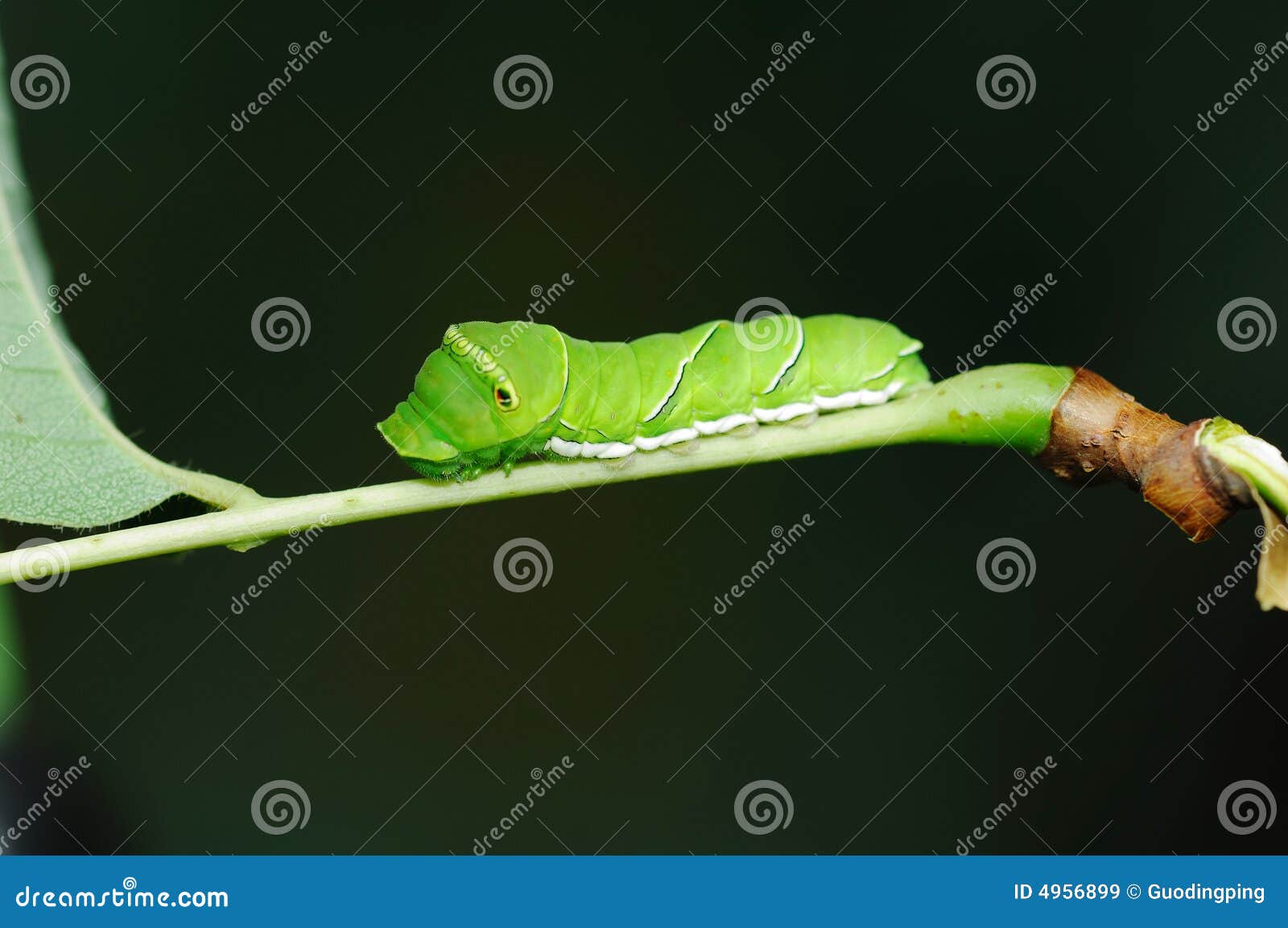Swallowtail larva stock image. Image of leaf, instar, branch 4956899