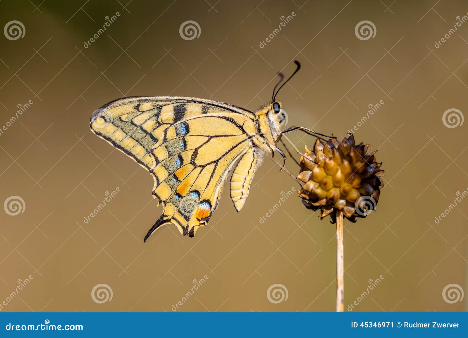 swallowtail (papilio machaon) resting on allium plant in the morning light