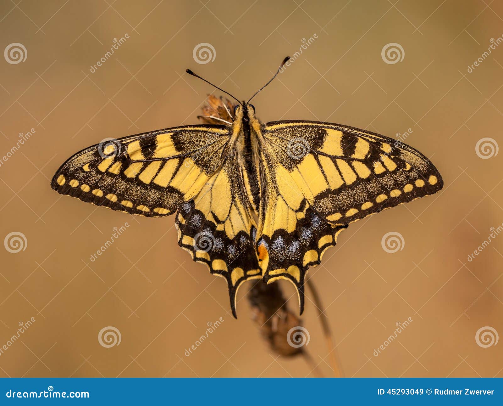 swallowtail (papilio machaon) warming up in the morning light wi