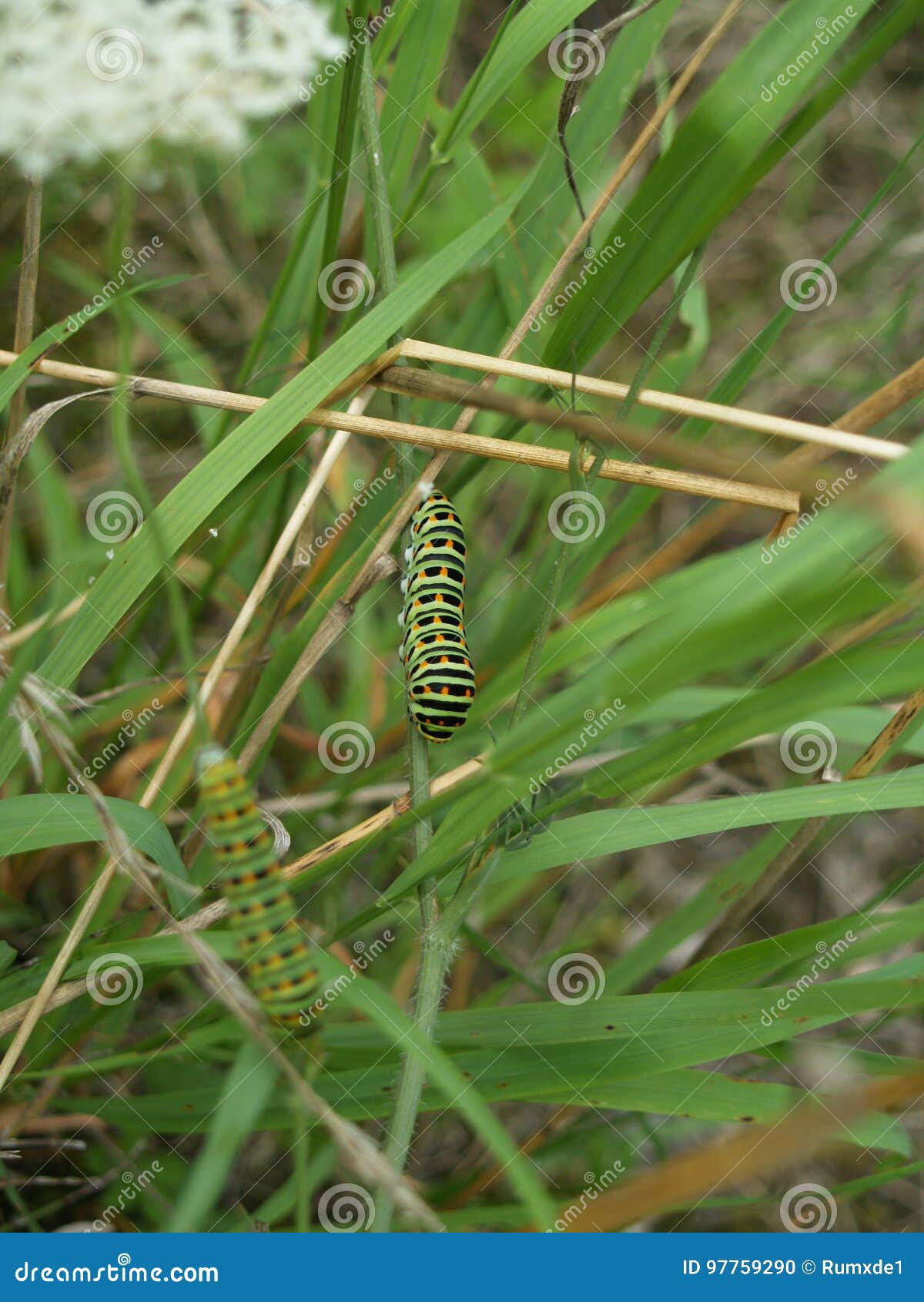 Swallowtails Caterpillar in the Grass Stock Photo Image of