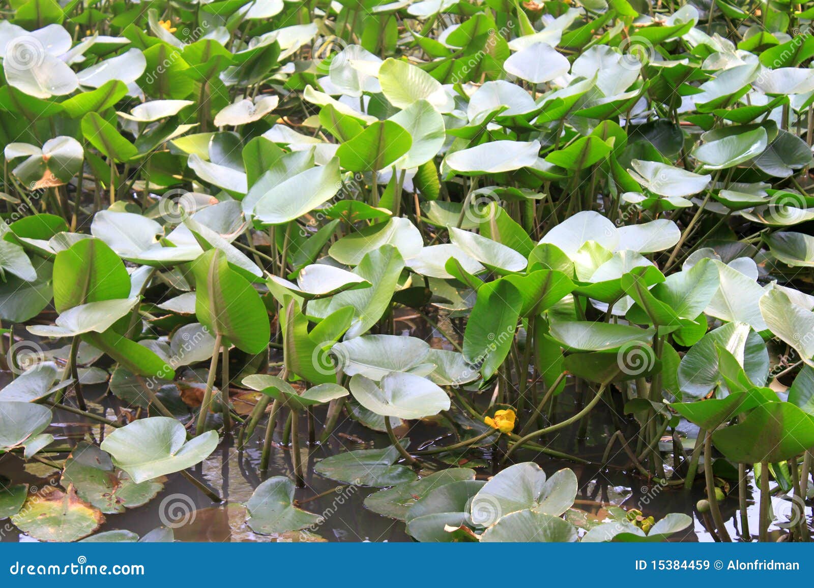 Swamp stock image. Image of yellow, wilderness, frogs - 15384459